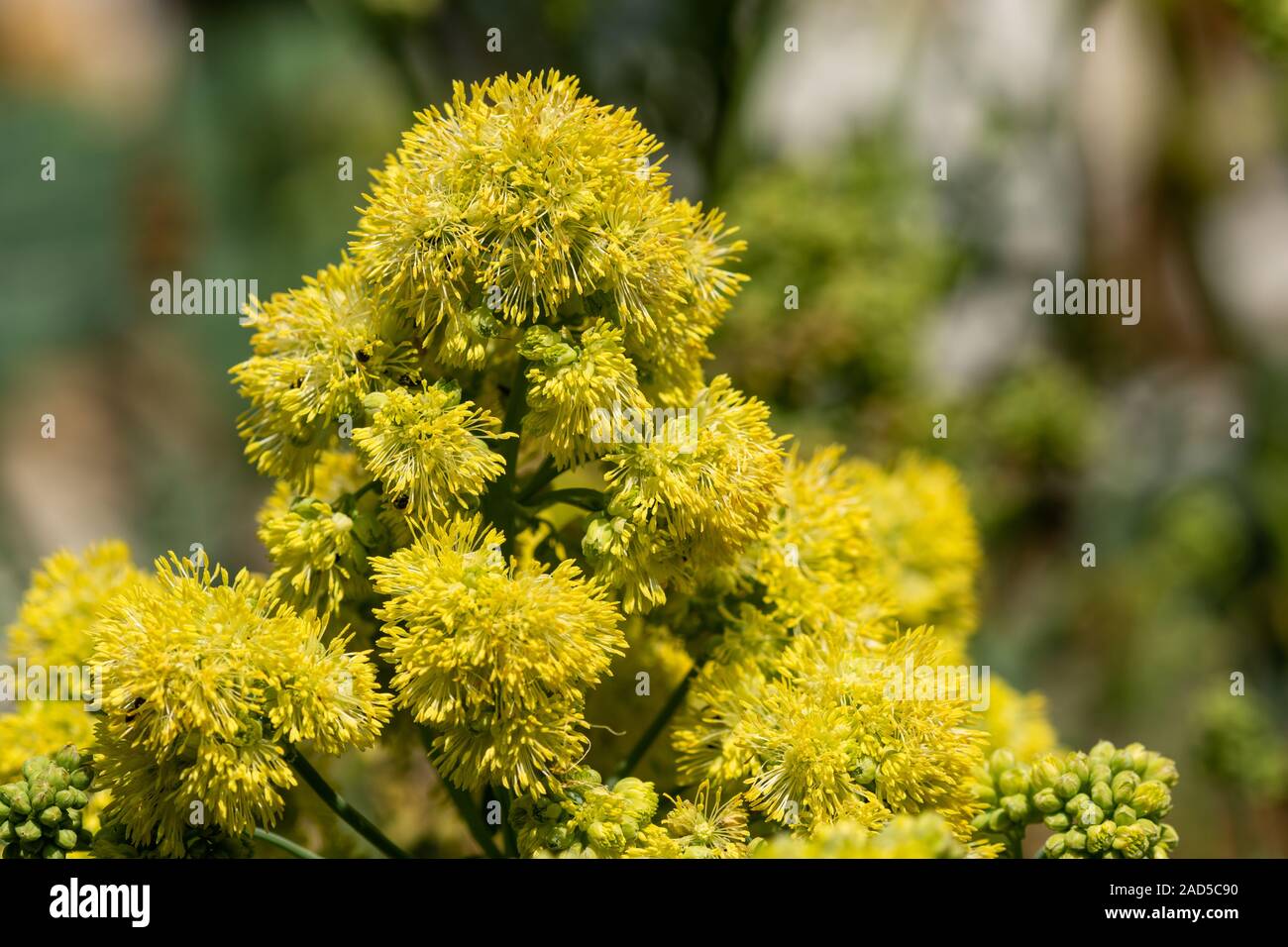 Close up of yellow meadow rue (thalicum flavum) in bloom. Stock Photo