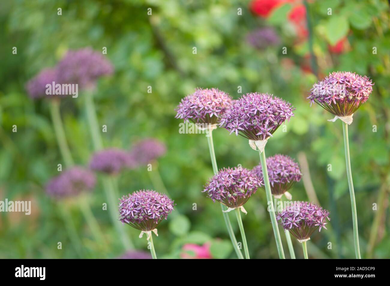 Allium Atropurpureum - 3 Zwiebeln Lila Zierlauch | Bienenfreundlich