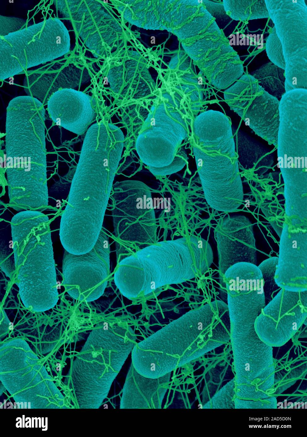 Coloured scanning electron micrograph (SEM) of Bacillus thuringiensis.  Gram-positive, spore forming, soil bacterium (prokaryote). Bacillus  thuringiens Stock Photo - Alamy
