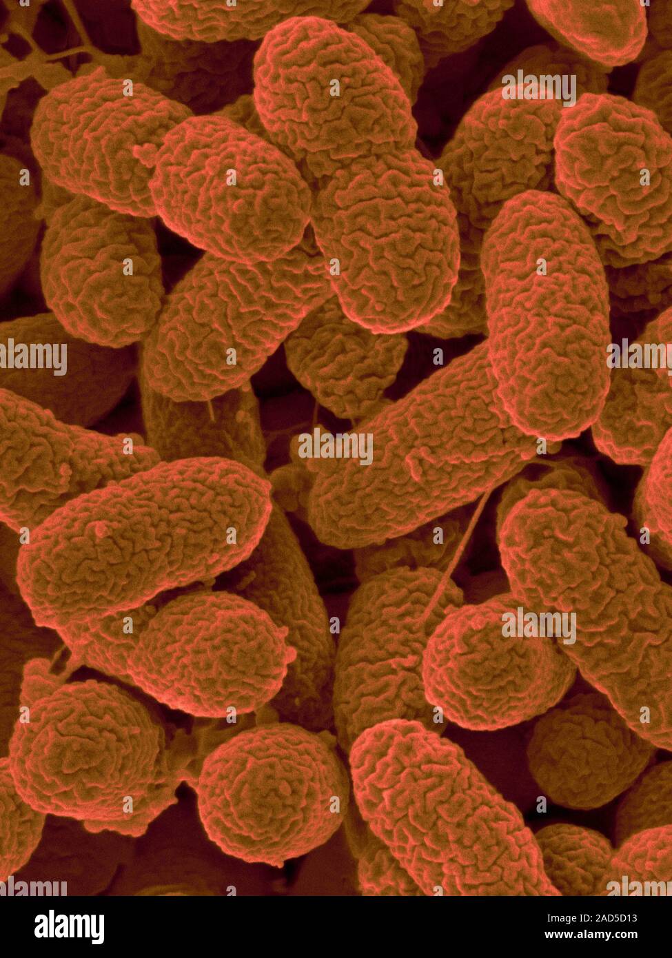 Motile Rods Coloured scanning electron micrograph (SEM) of Cupriavidus gilardii ...