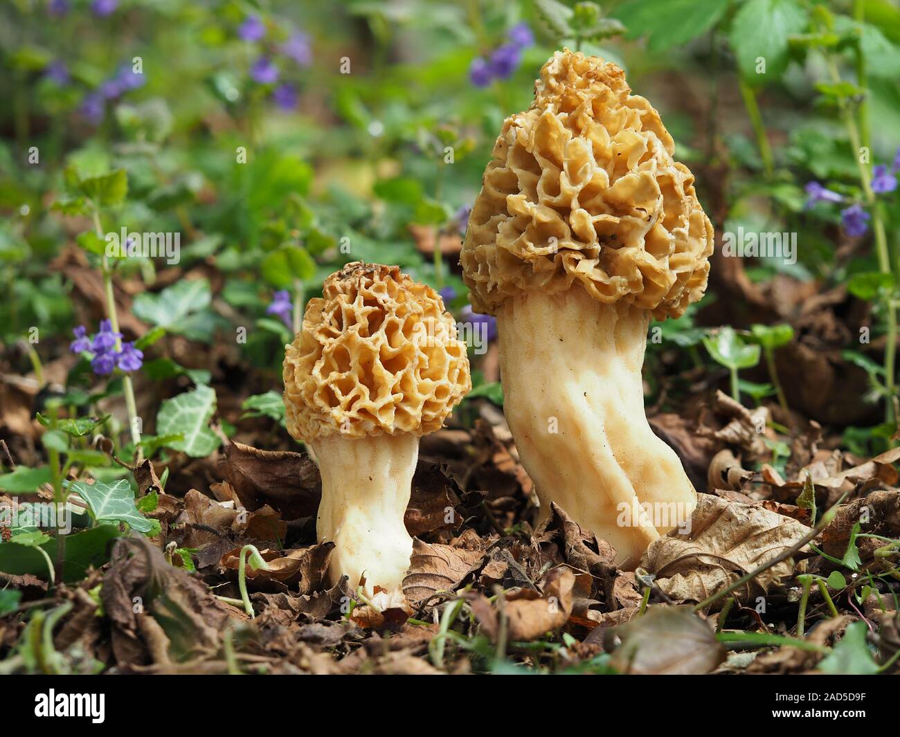 Common Morels or Yellow Morels Morchella esculenta Stock Photo Alamy