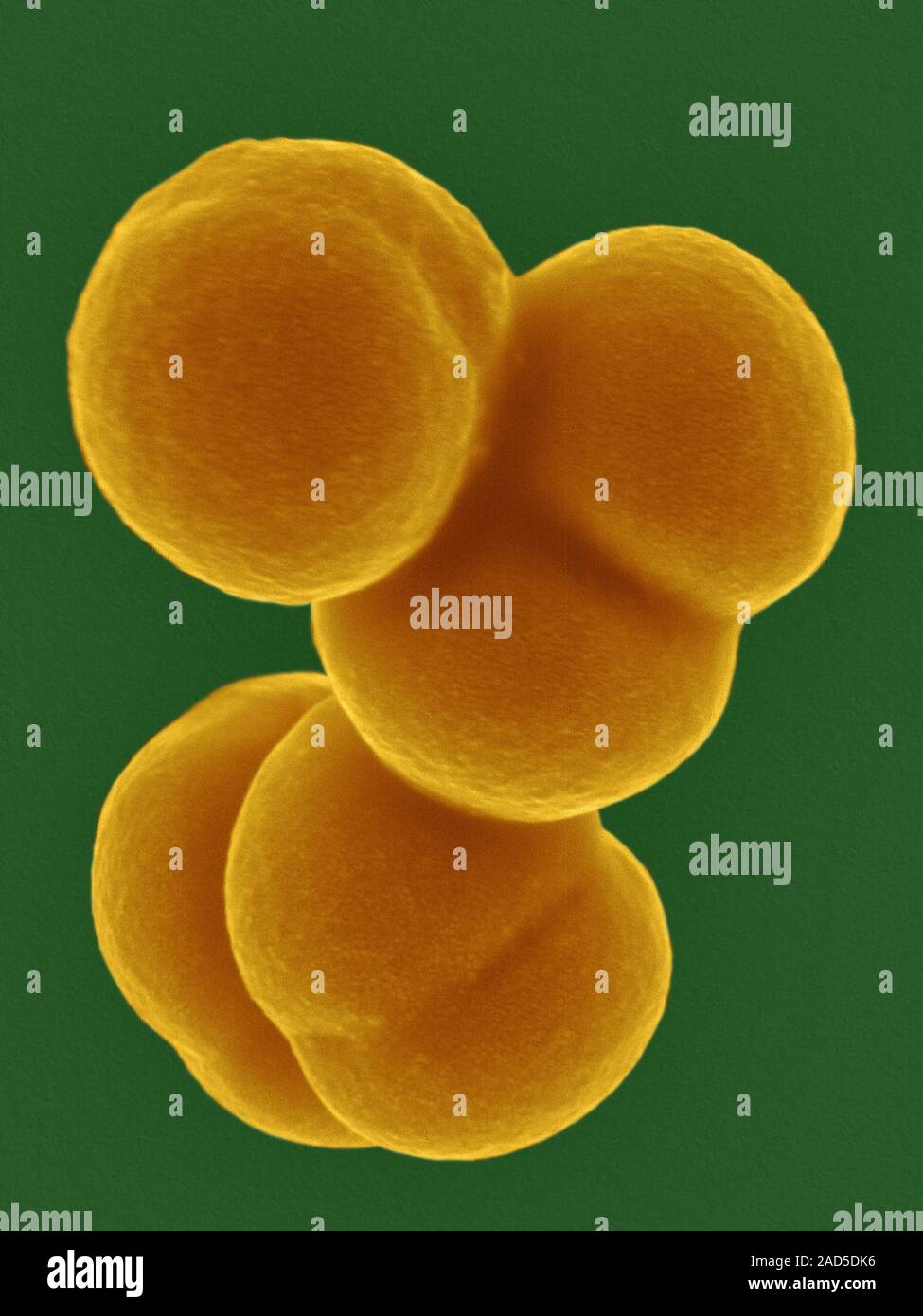 Coloured Scanning Electron Micrograph Sem Of Staphylococcus Aureus