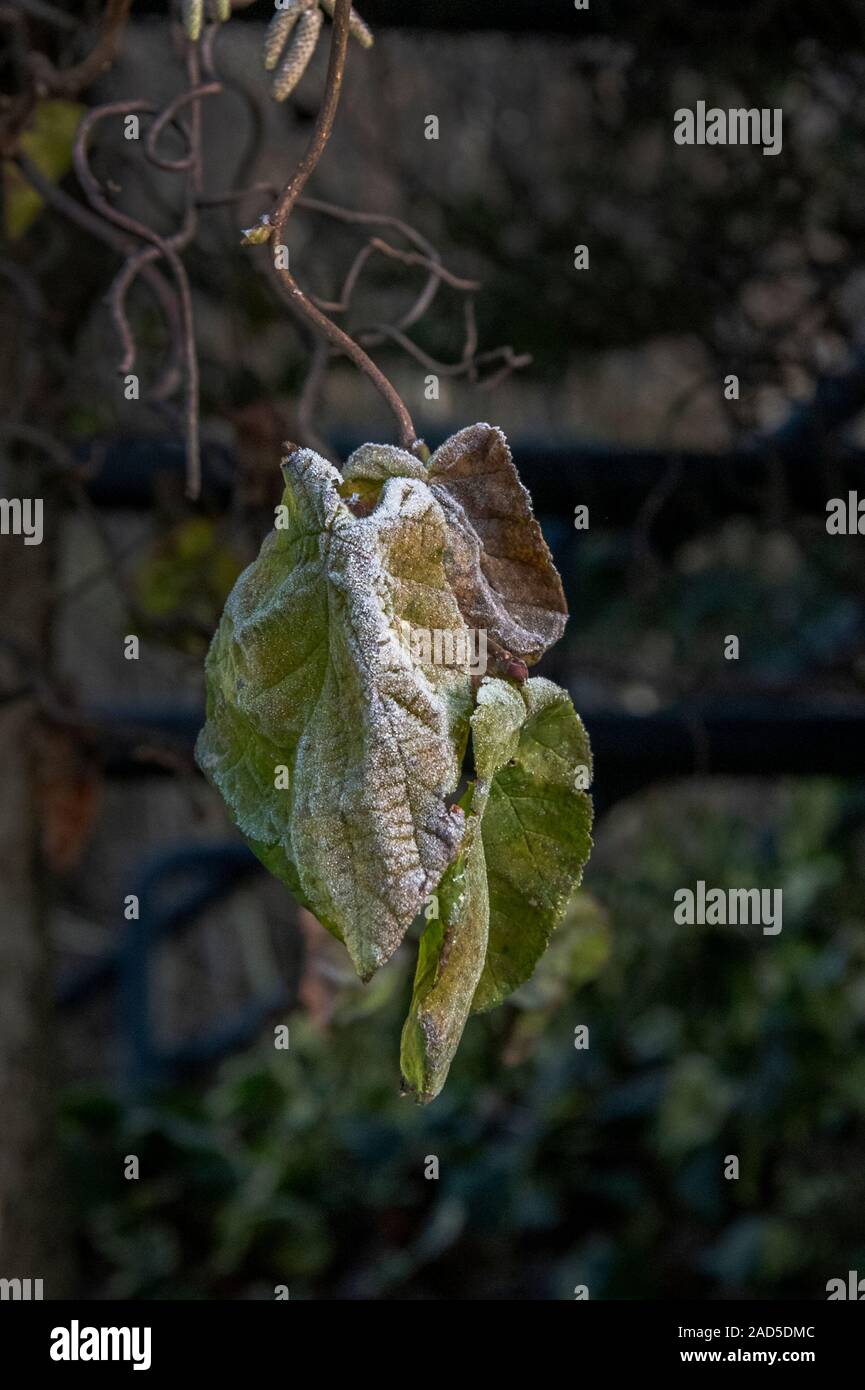 South Lanarkshire, Scotland, UK. 30th November 2019: Frost on leaves and branches Stock Photo