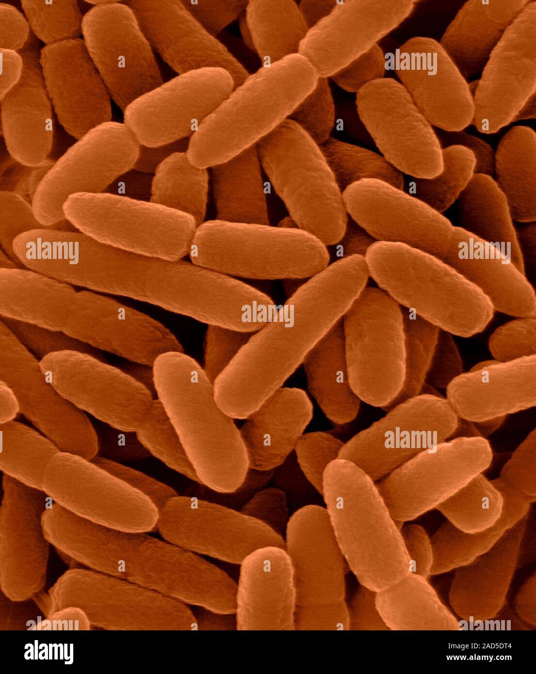Motile Rods Coloured scanning electron micrograph (SEM) of Pseudomonas ...