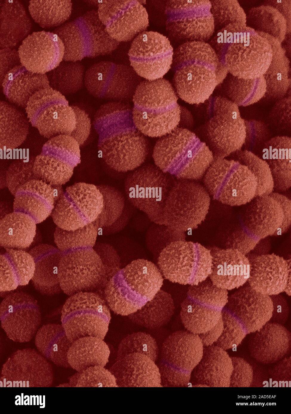 Coloured Scanning Electron Micrograph (SEM) Of Streptococcus Salivarius ...