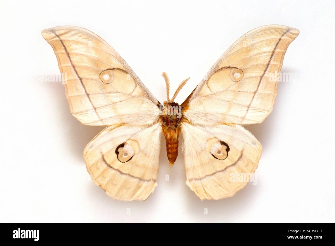 Butterfly specimen korea,Antheraea yamamai,Emperor moth Stock Photo