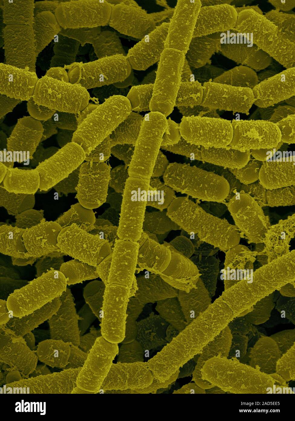 Coloured scanning electron micrograph (SEM) of Paenibacillus