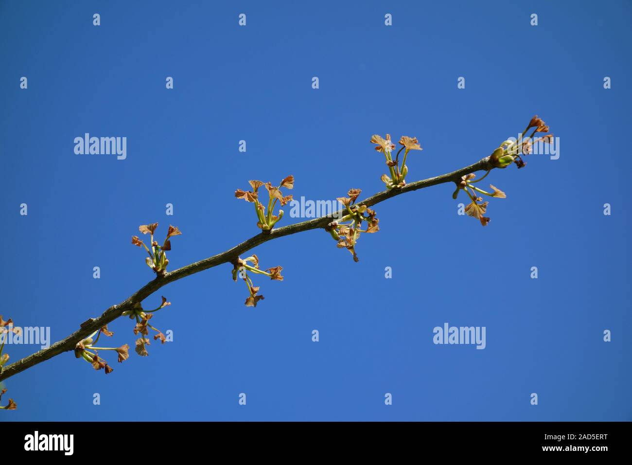 Ginkgo biloba, Maidenhair Tree, young leaves, frost damage Stock Photo