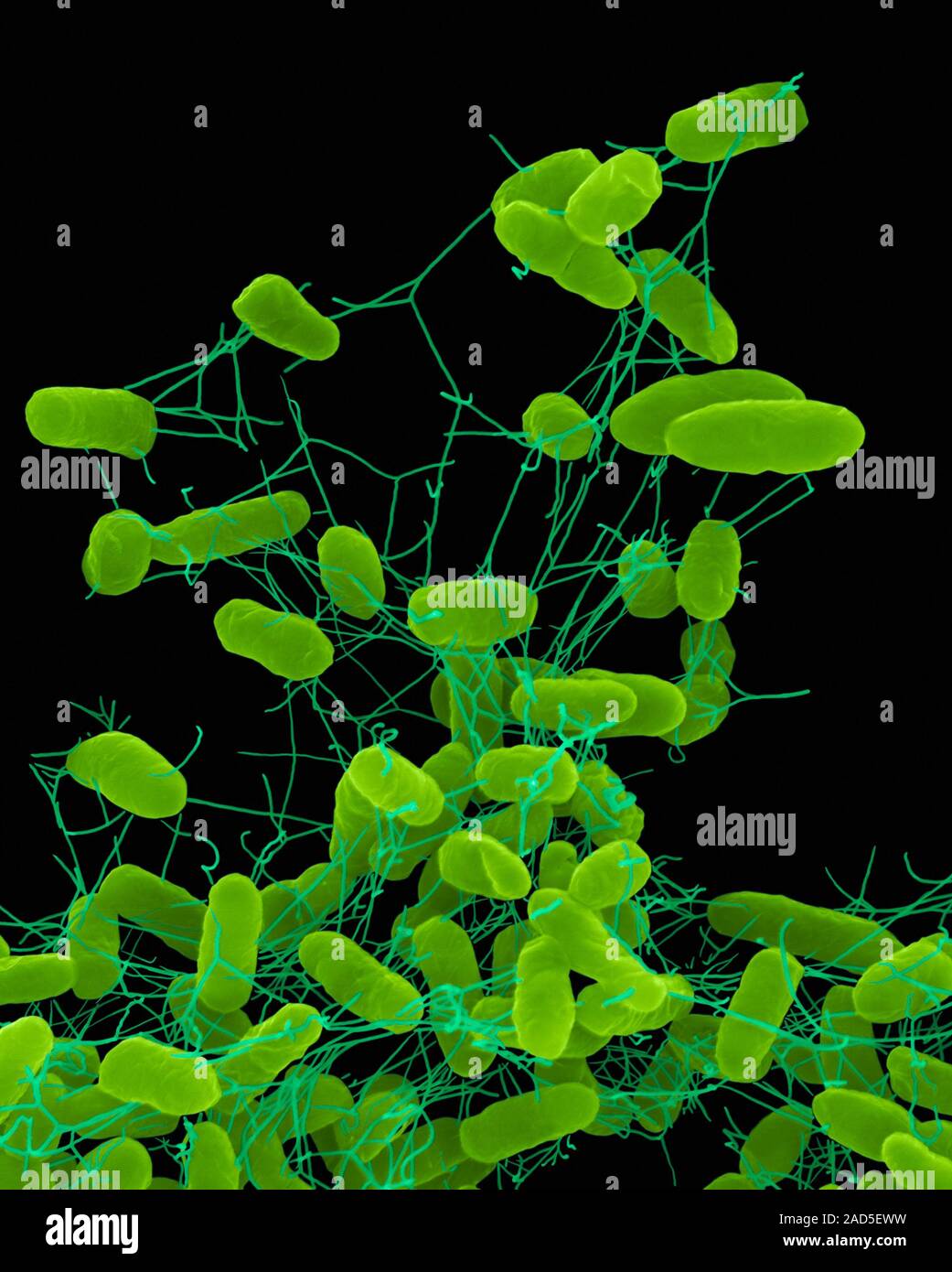 сальмонелла энтерика царство