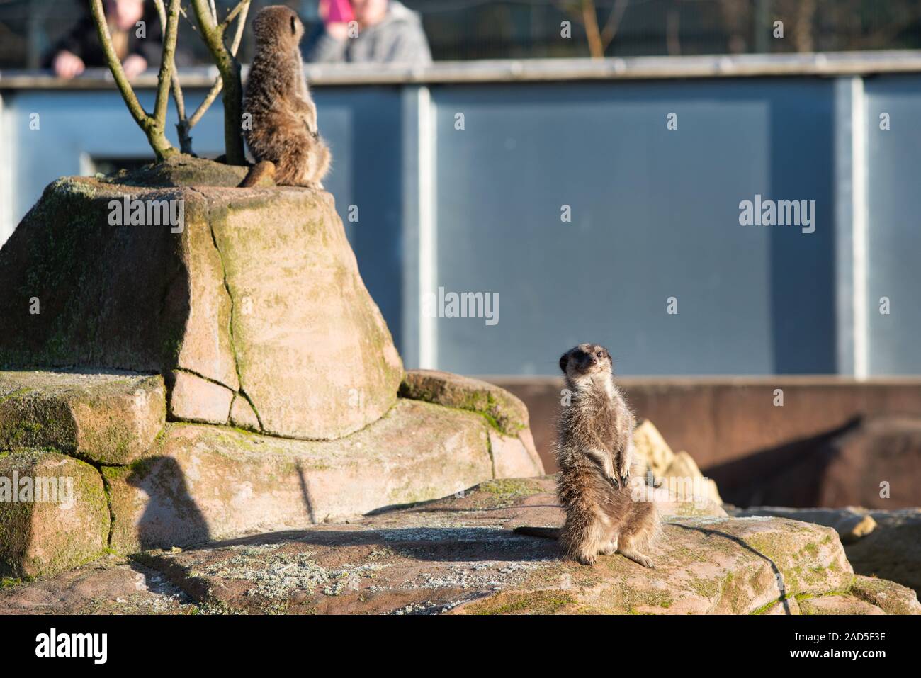Meerkats at five sisters zoo west lothian Stock Photo