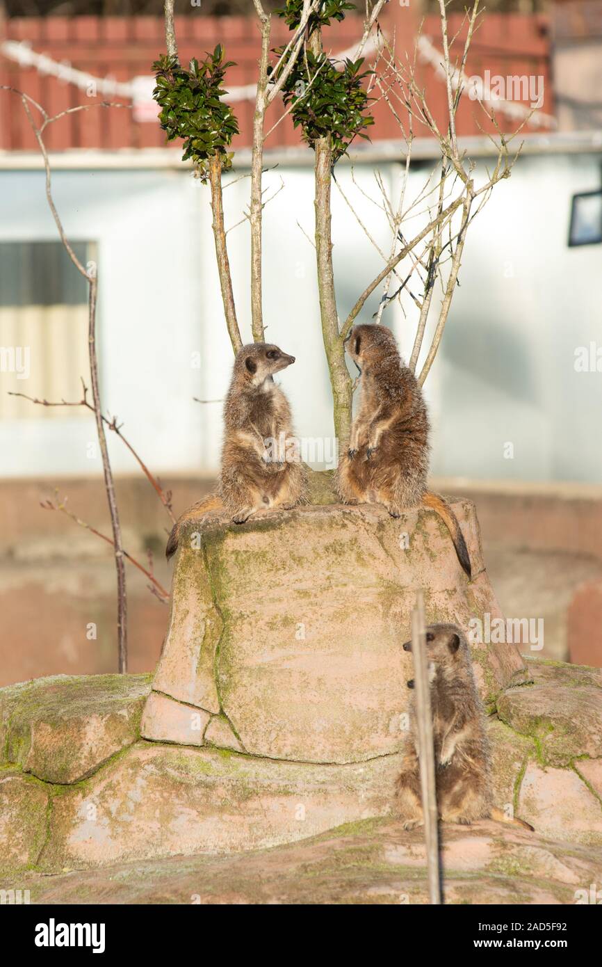 Meerkats at five sisters zoo west lothian Stock Photo