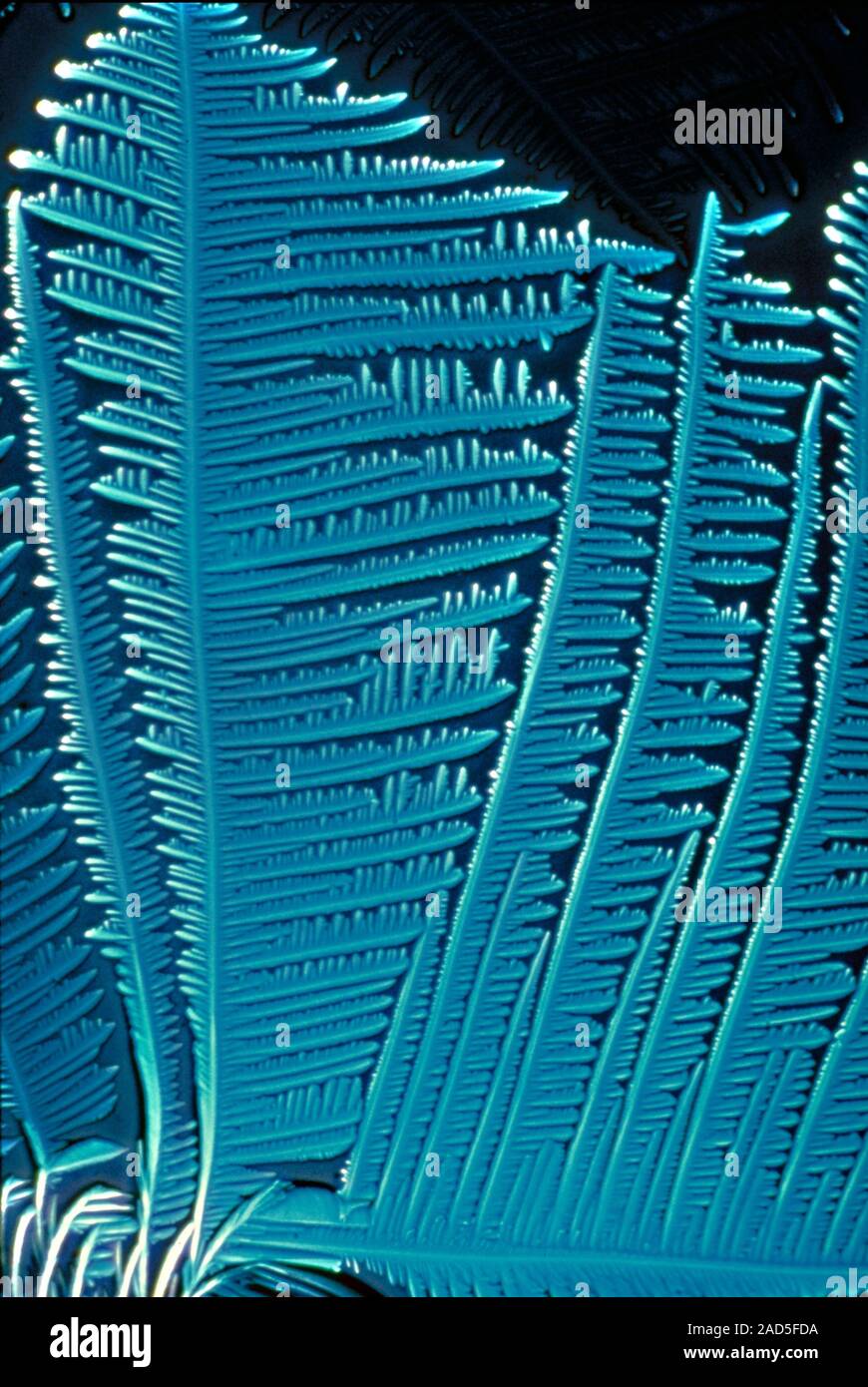 Light micrograph (LM) of Vitamin C (ascorbic acid) crystals. Ascorbic