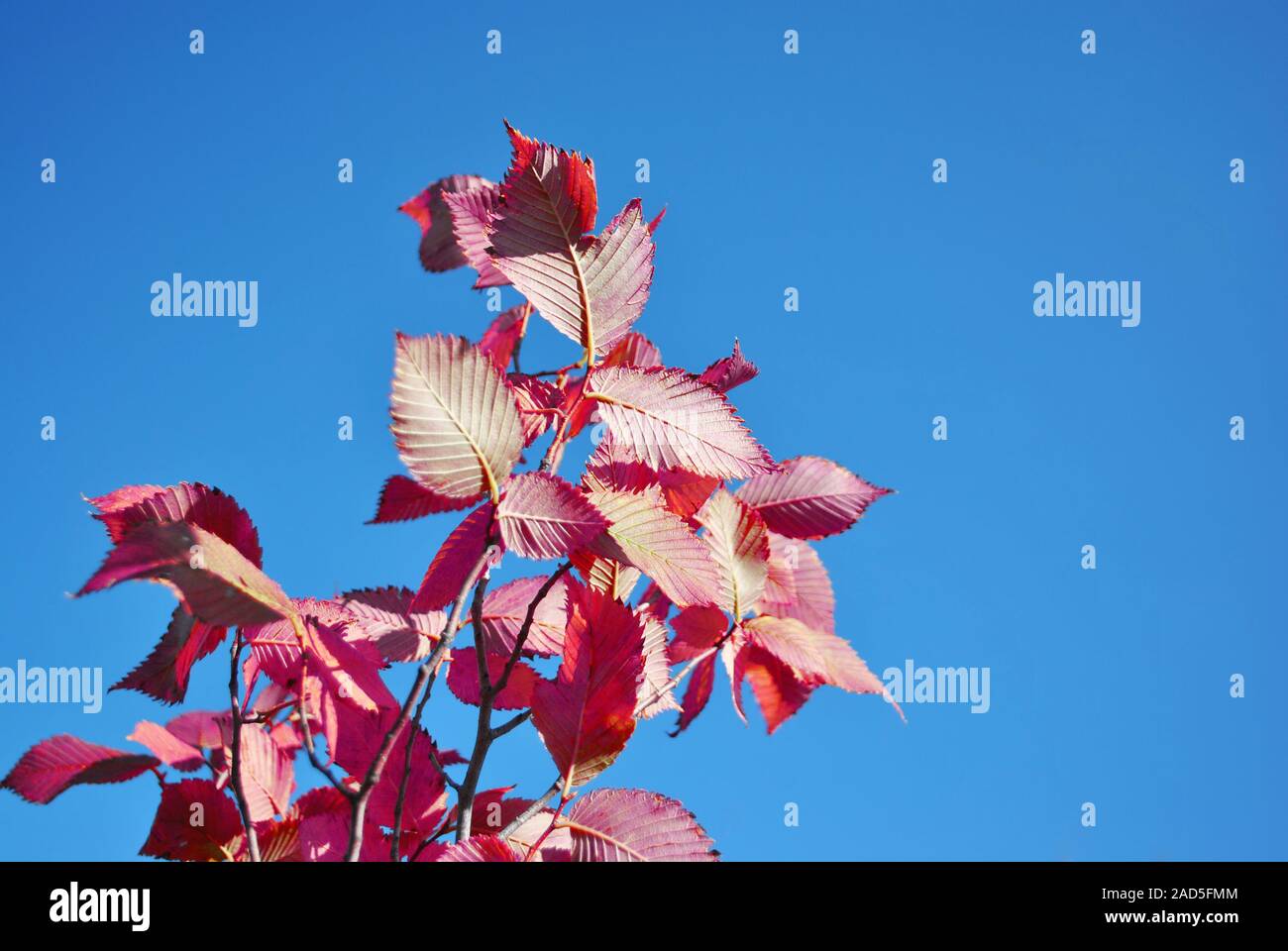Branches with bright red beech leaves and bright blue sky background Stock Photo