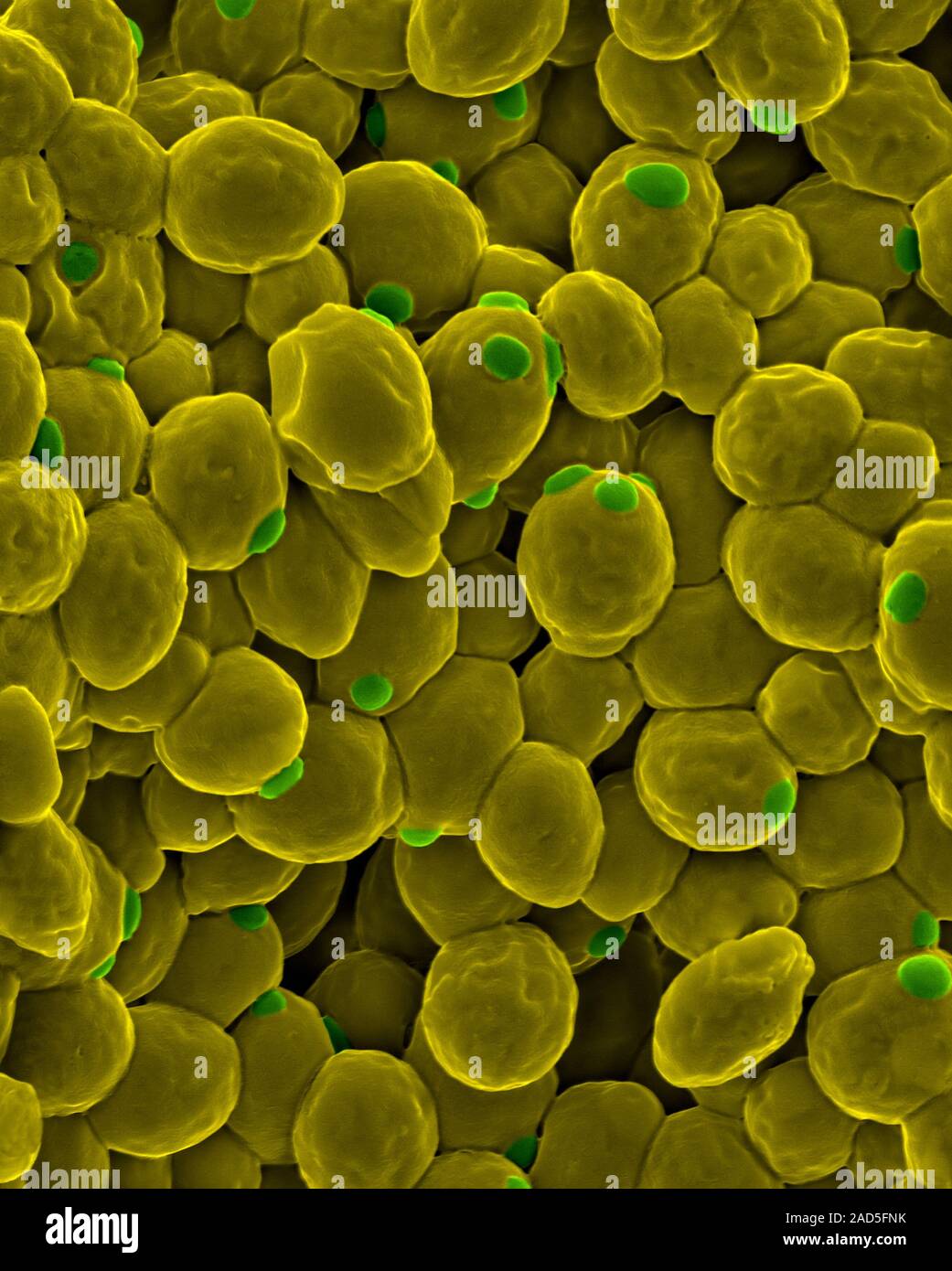 Coloured scanning electron micrograph (SEM) of the baker's yeast (also ...