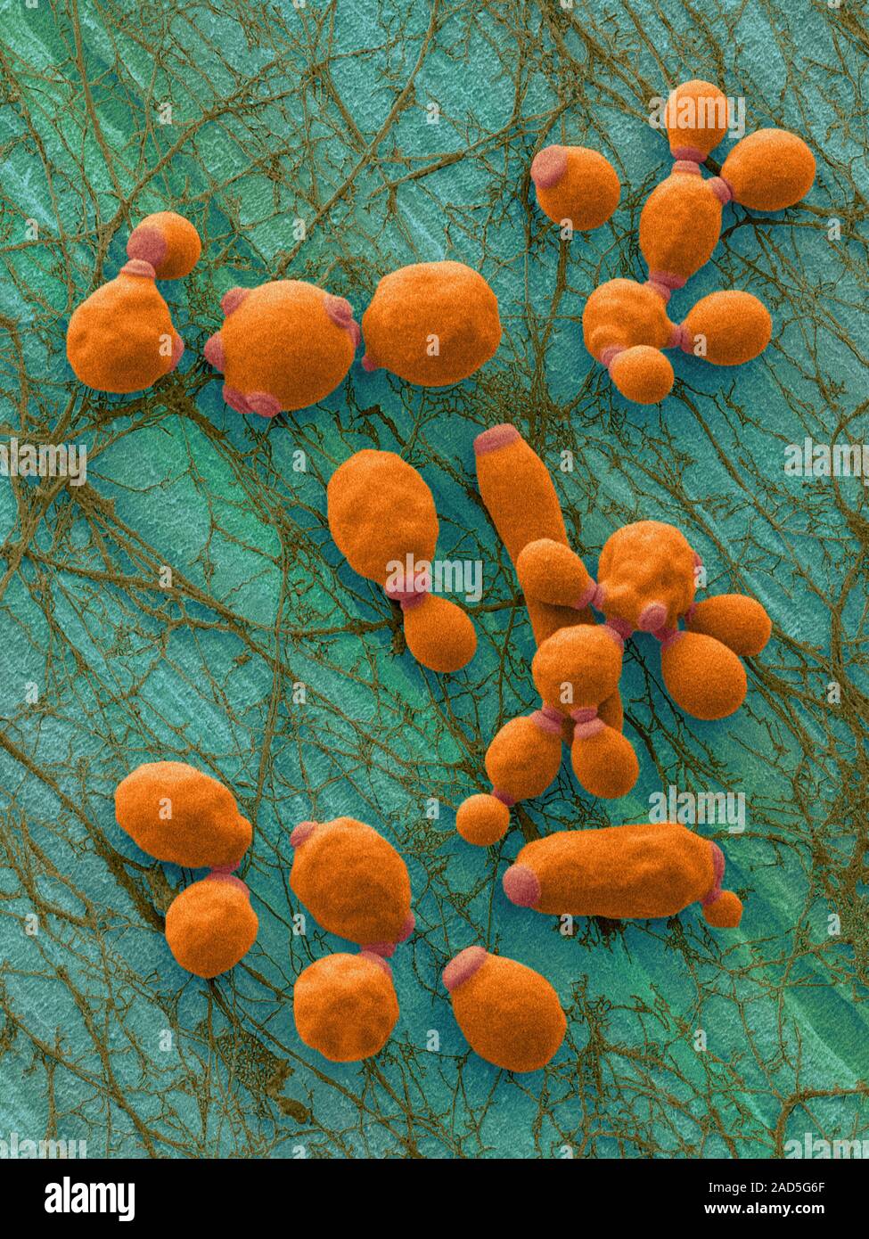 Coloured scanning electron micrograph (SEM) of Candida albicans ...