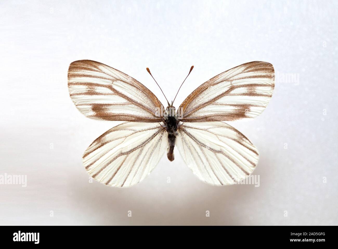 Butterfly specimen korea,Butterfly keunhuinjul,Female Stock Photo