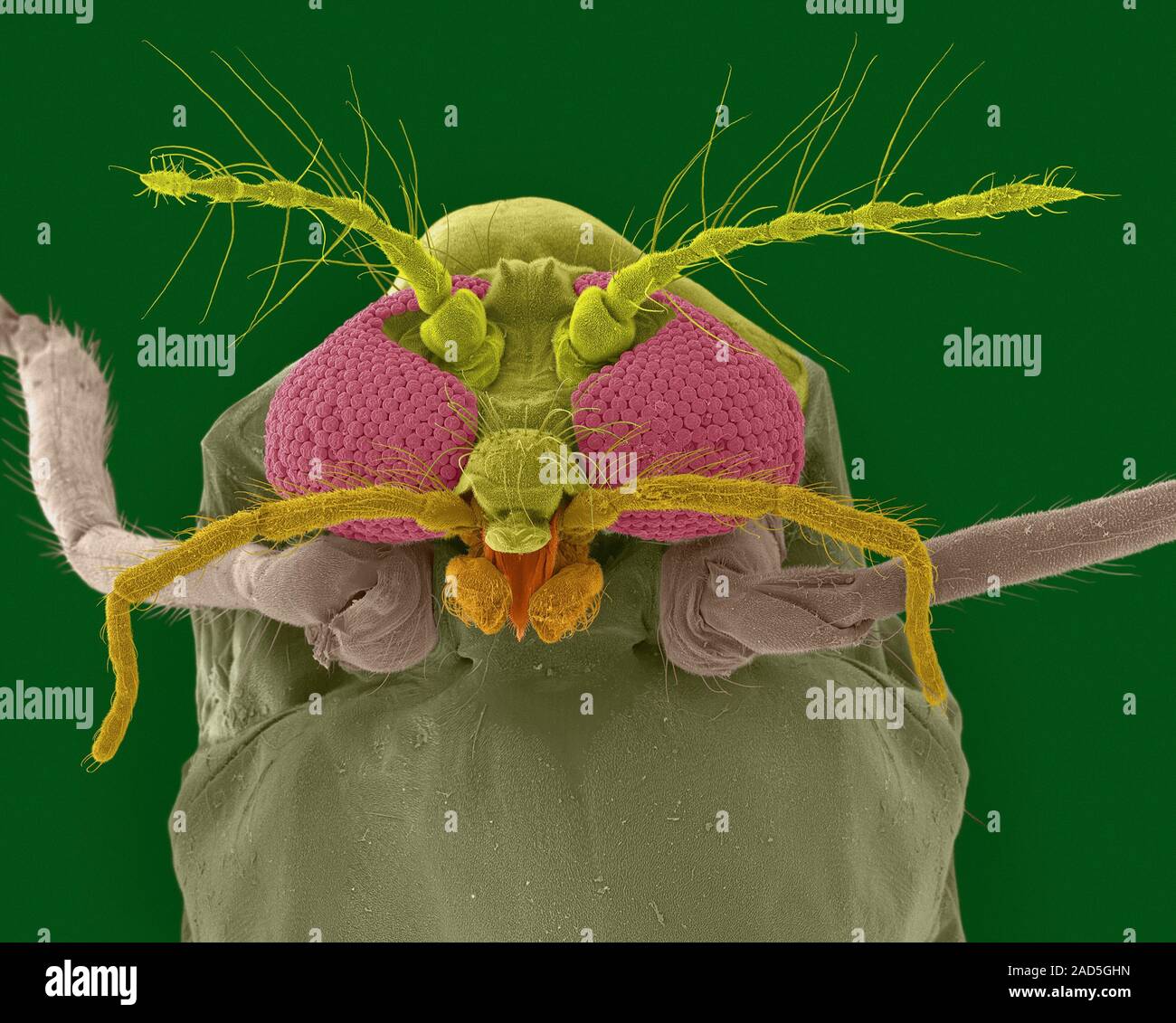 Coloured scanning electron micrograph (SEM) of Biting midge (Culicoides