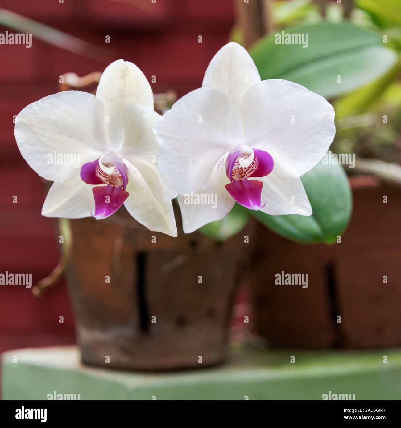 Sri Lanka, Botanical Garden - August 2015 - Orchid blooms Stock Photo