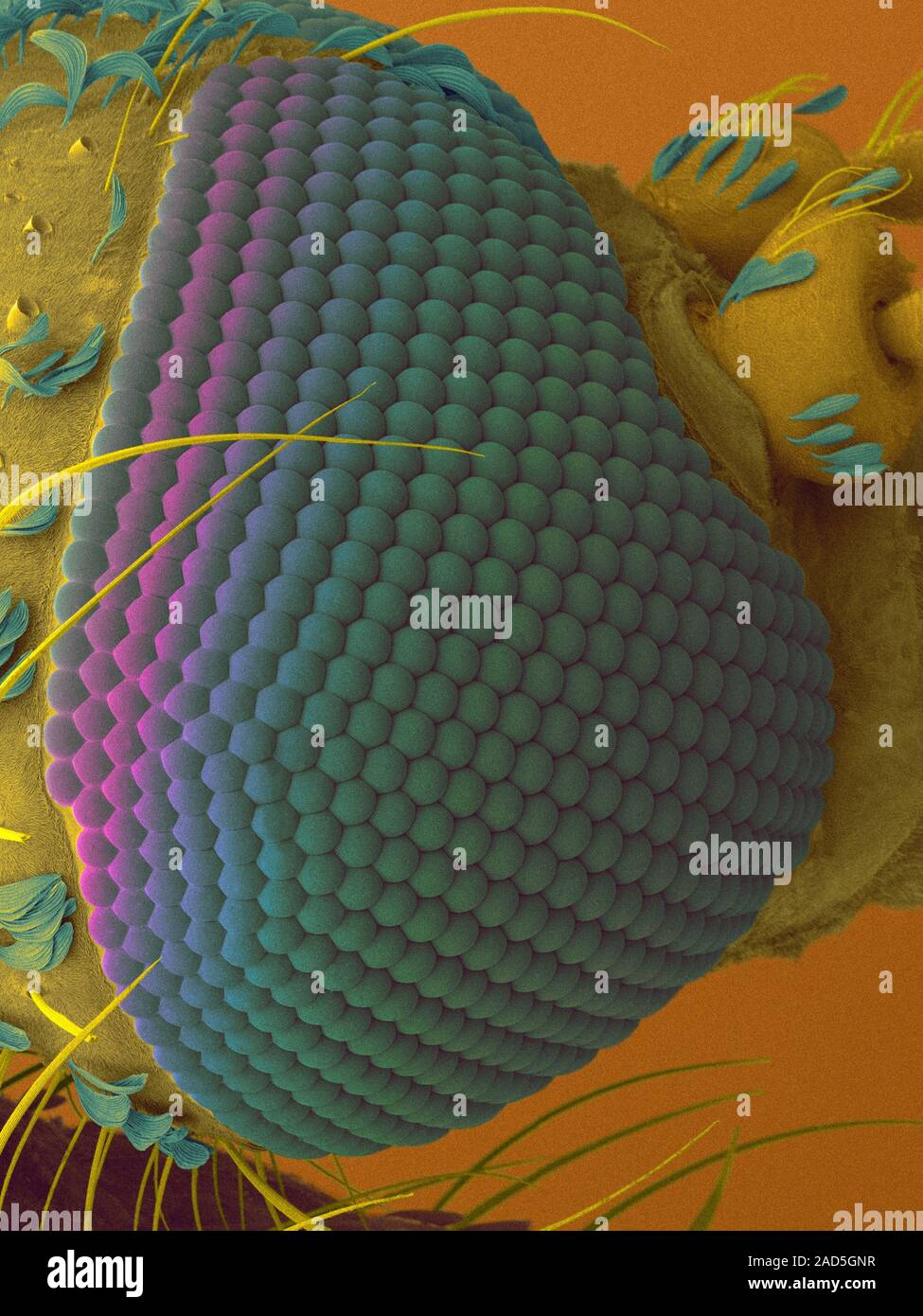 Coloured scanning electron micrograph (SEM) of Aquatic plant mosquito ...