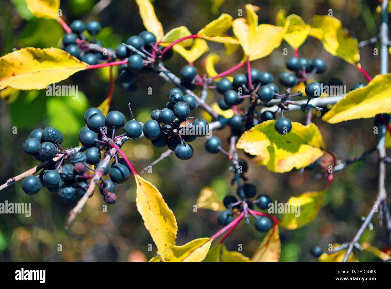 Prunus padus (bird cherry, hackberry, hagberry, Mayday tree) branches with  black berries and yellow leaves on blurry background Stock Photo - Alamy