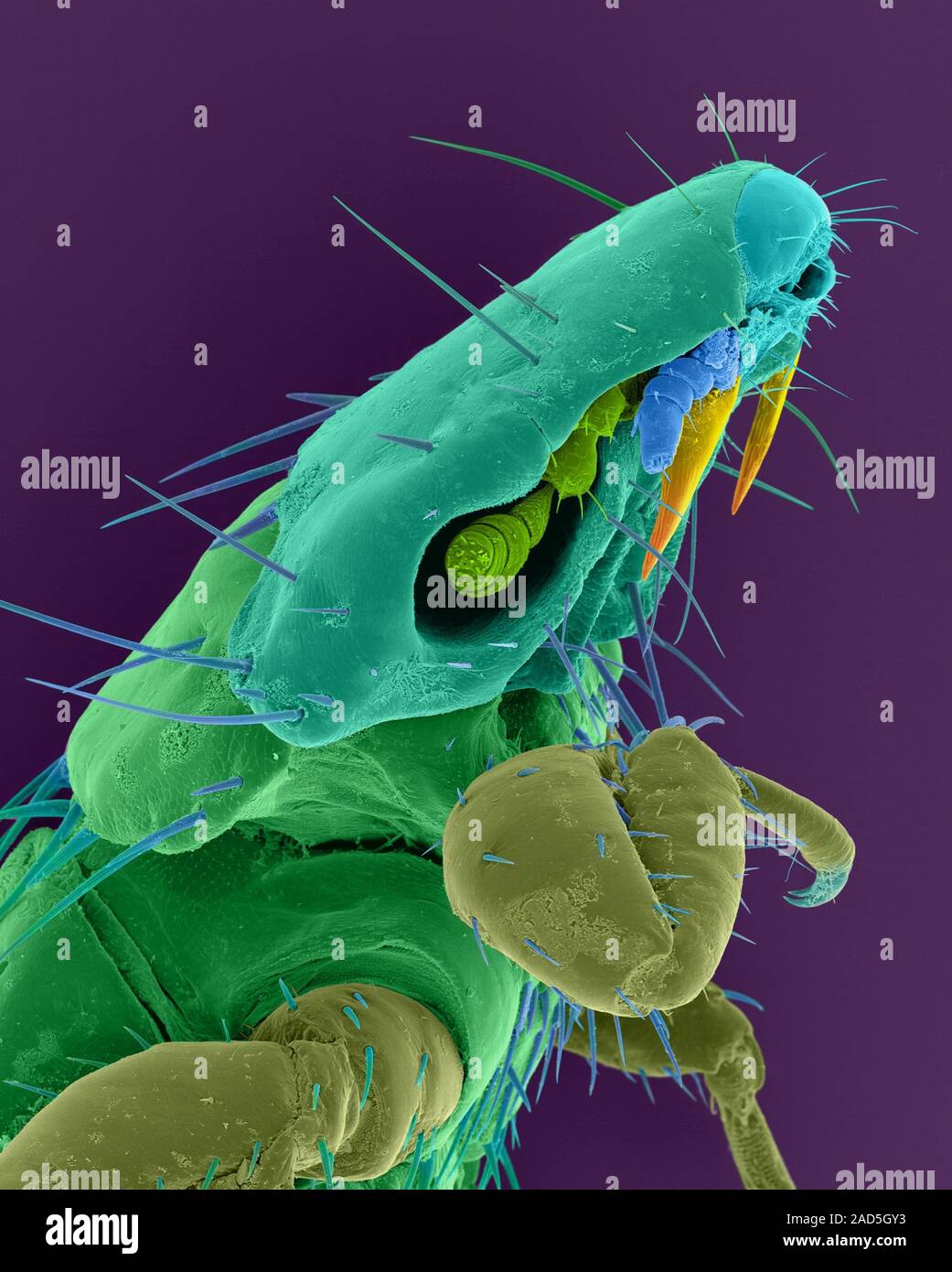 Coloured scanning electron micrograph (SEM) of Dog chewing louse