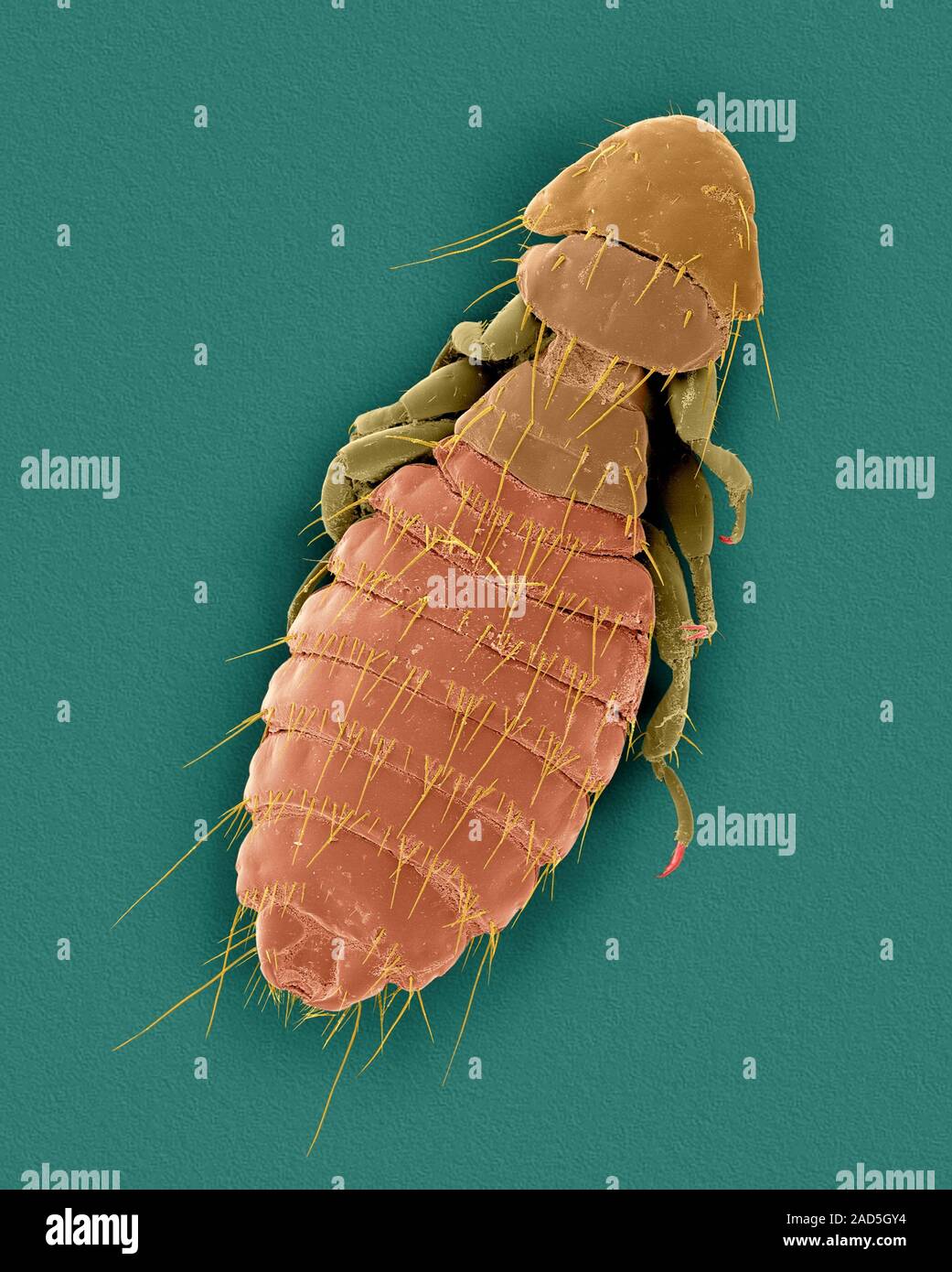 Coloured scanning electron micrograph (SEM) of Dog chewing louse