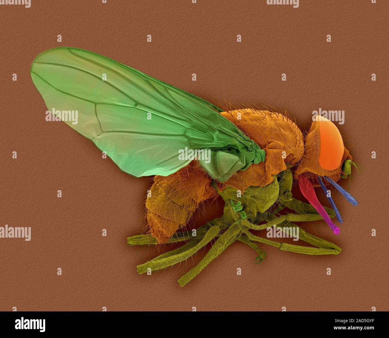 Coloured scanning electron micrograph (SEM) of Horn fly (Haematobia