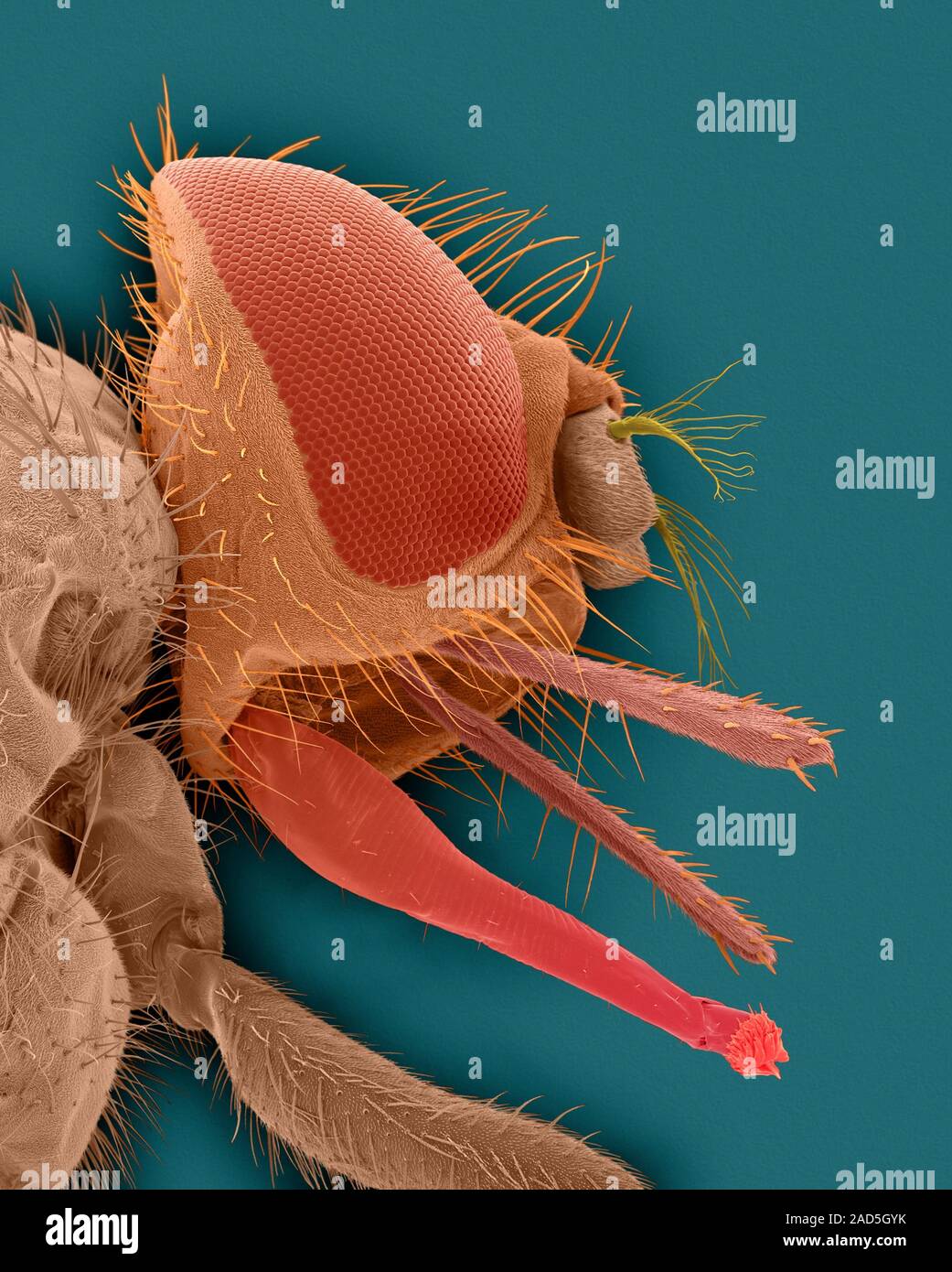 Coloured scanning electron micrograph (SEM) of Horn fly head