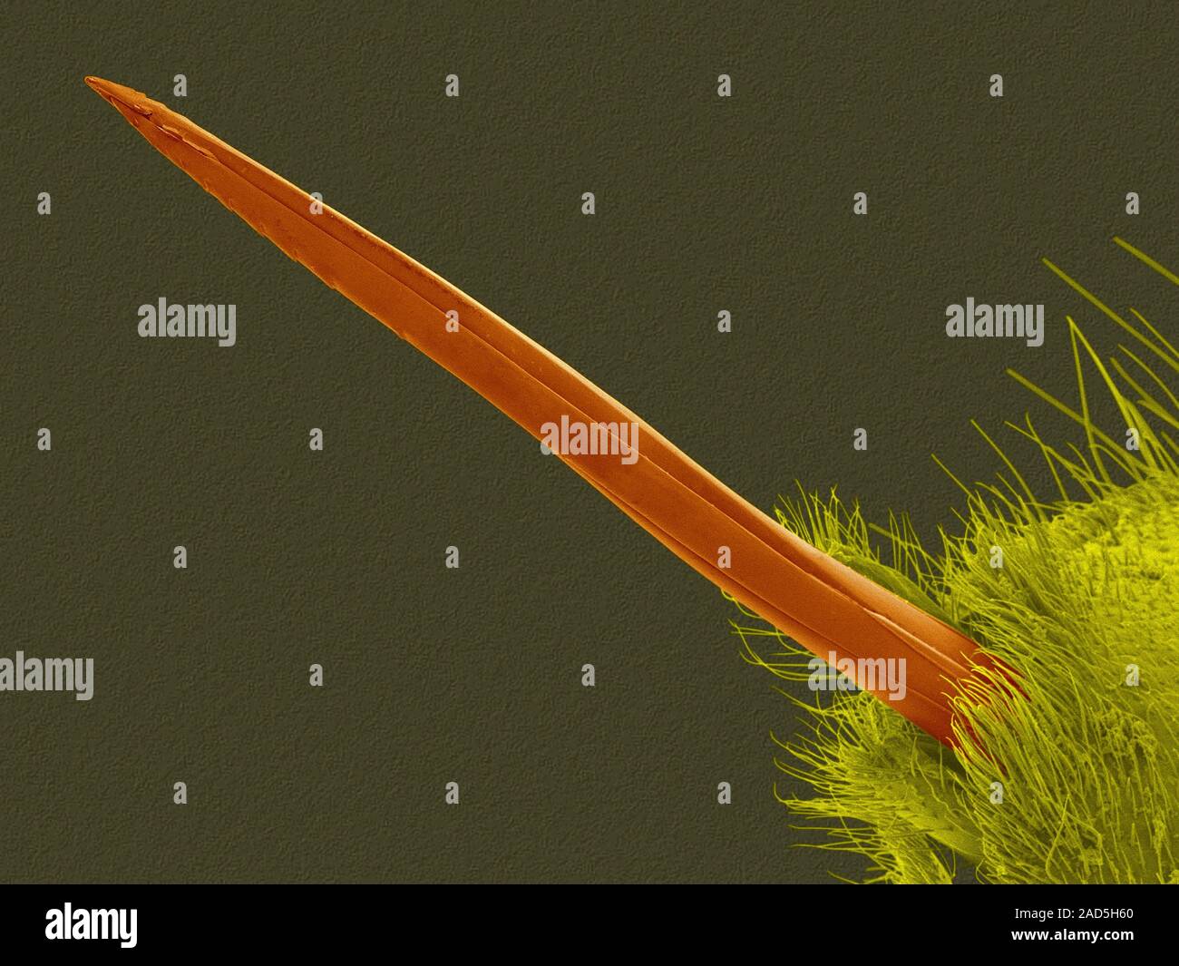 Coloured scanning electron micrograph (SEM) of Western yellowjacket wasp stinger (Vespula pensylvanica). Yellow jacket wasps are members of the order Stock Photo