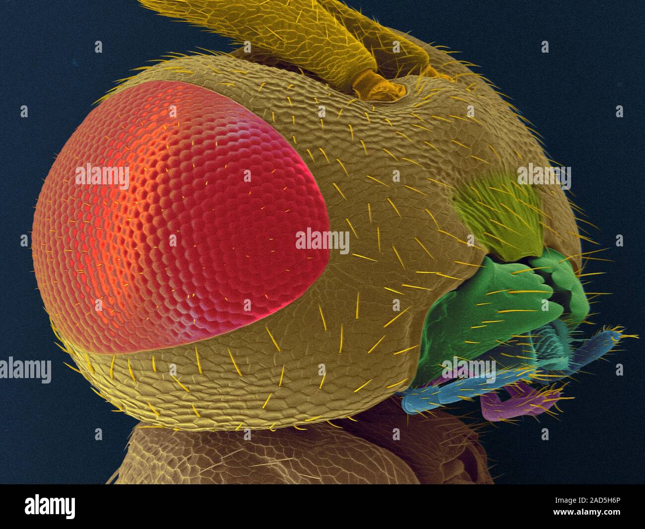 Coloured scanning electron micrograph (SEM) of Male parasitic wasp head (Nasonia vitripennis). Nasonia is a genus of Pteromalid parasitoid wasps that Stock Photo