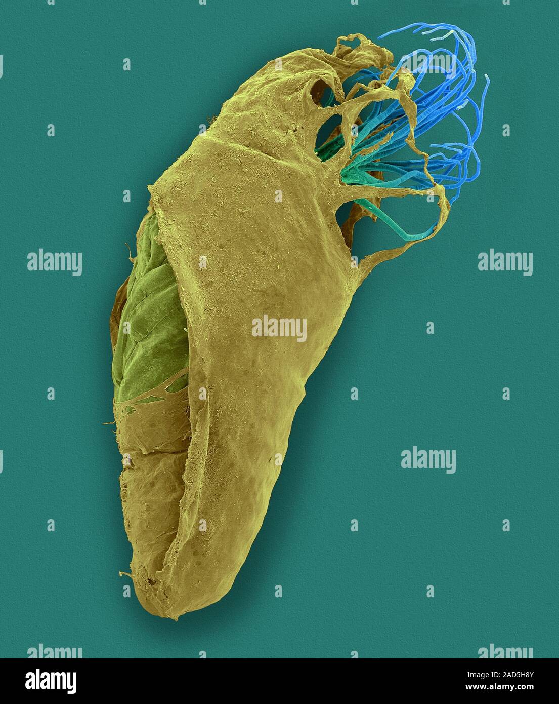 Coloured scanning electron micrograph (SEM) of Black fly pupa (Simulium ...