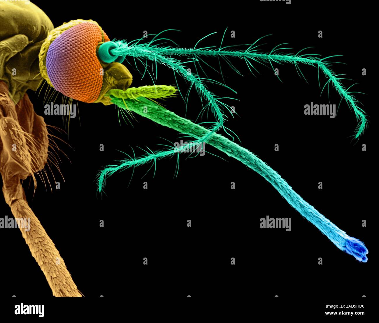 Coloured scanning electron micrograph (SEM) of Female mosquito head ...