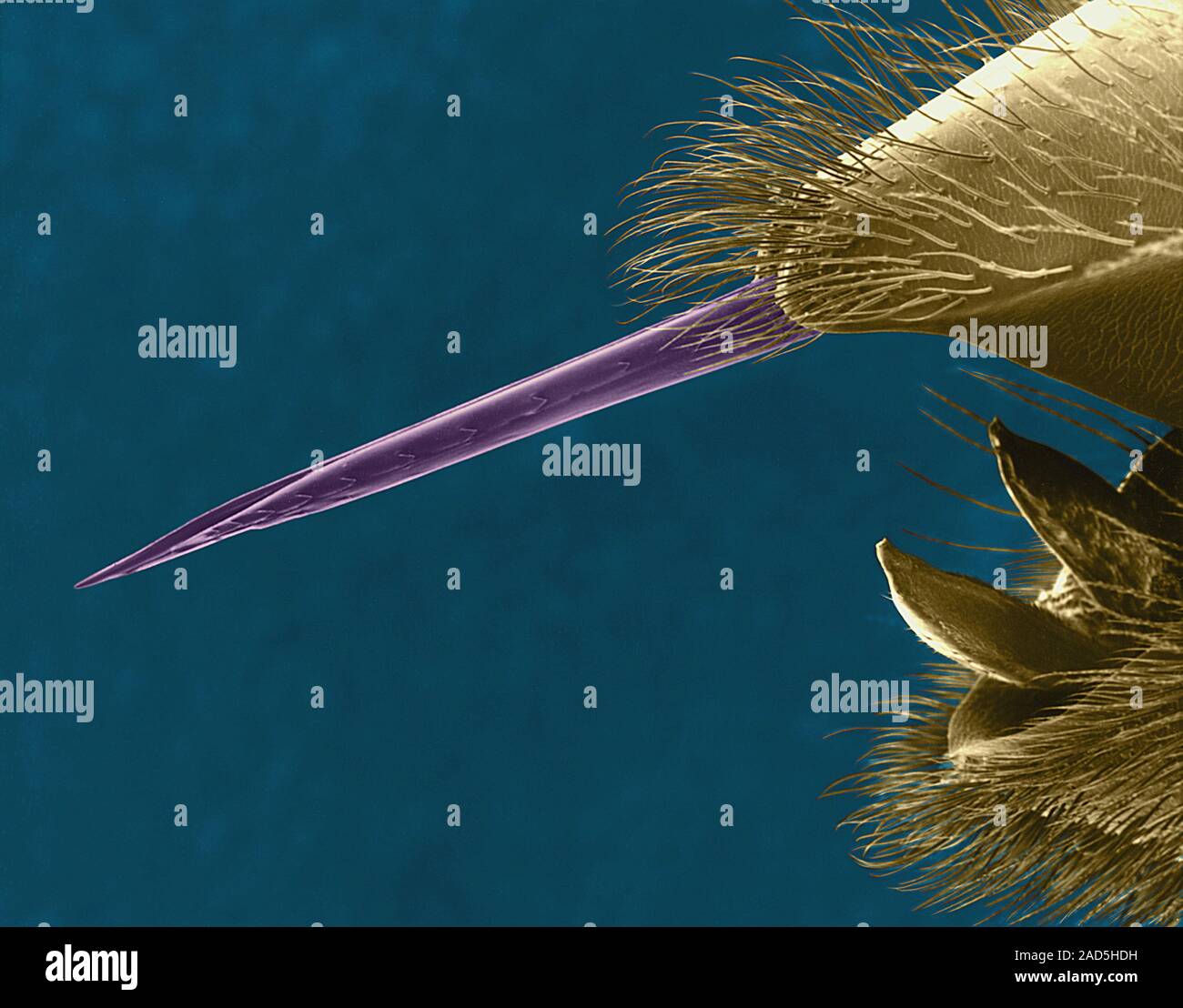 Coloured scanning electron micrograph (SEM) of Honey bee (Apis