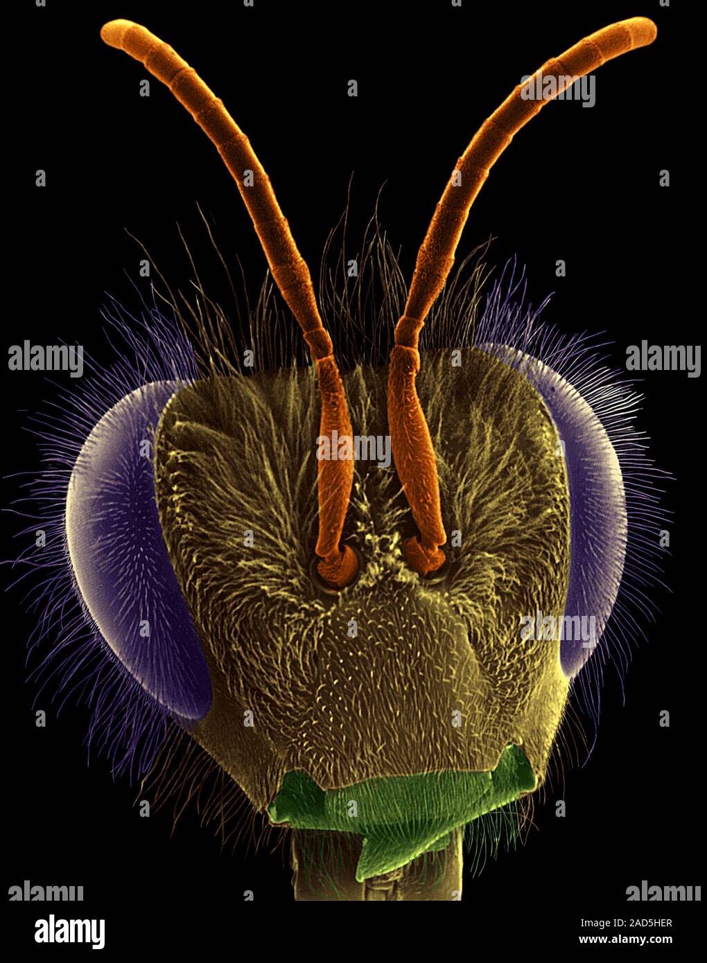 Coloured Scanning Electron Micrograph Sem Of Honey Bee Head Apis Mellifera Wikipedia 0850