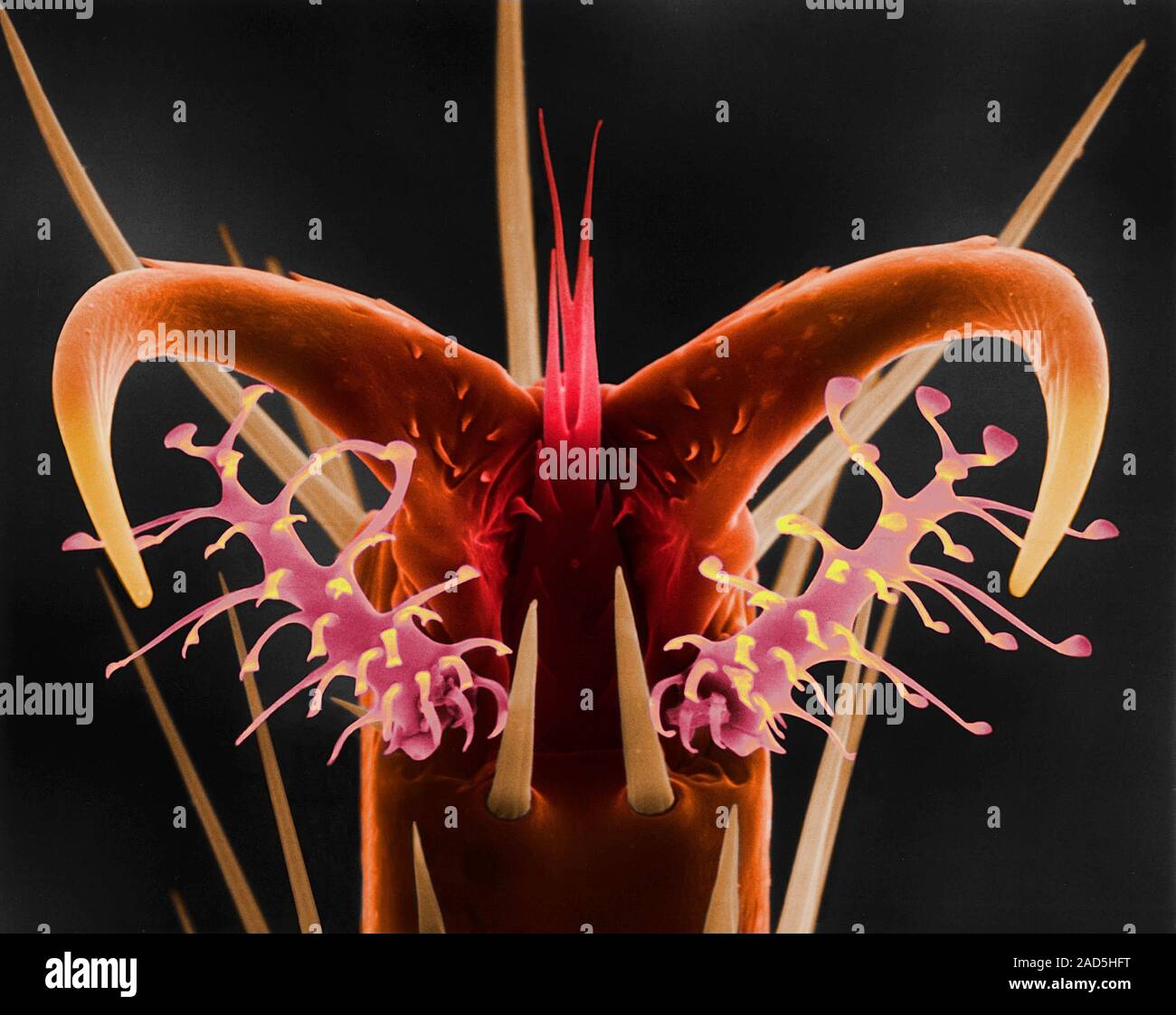 Coloured scanning electron micrograph (SEM) of Fruit fly tarsal claw ...