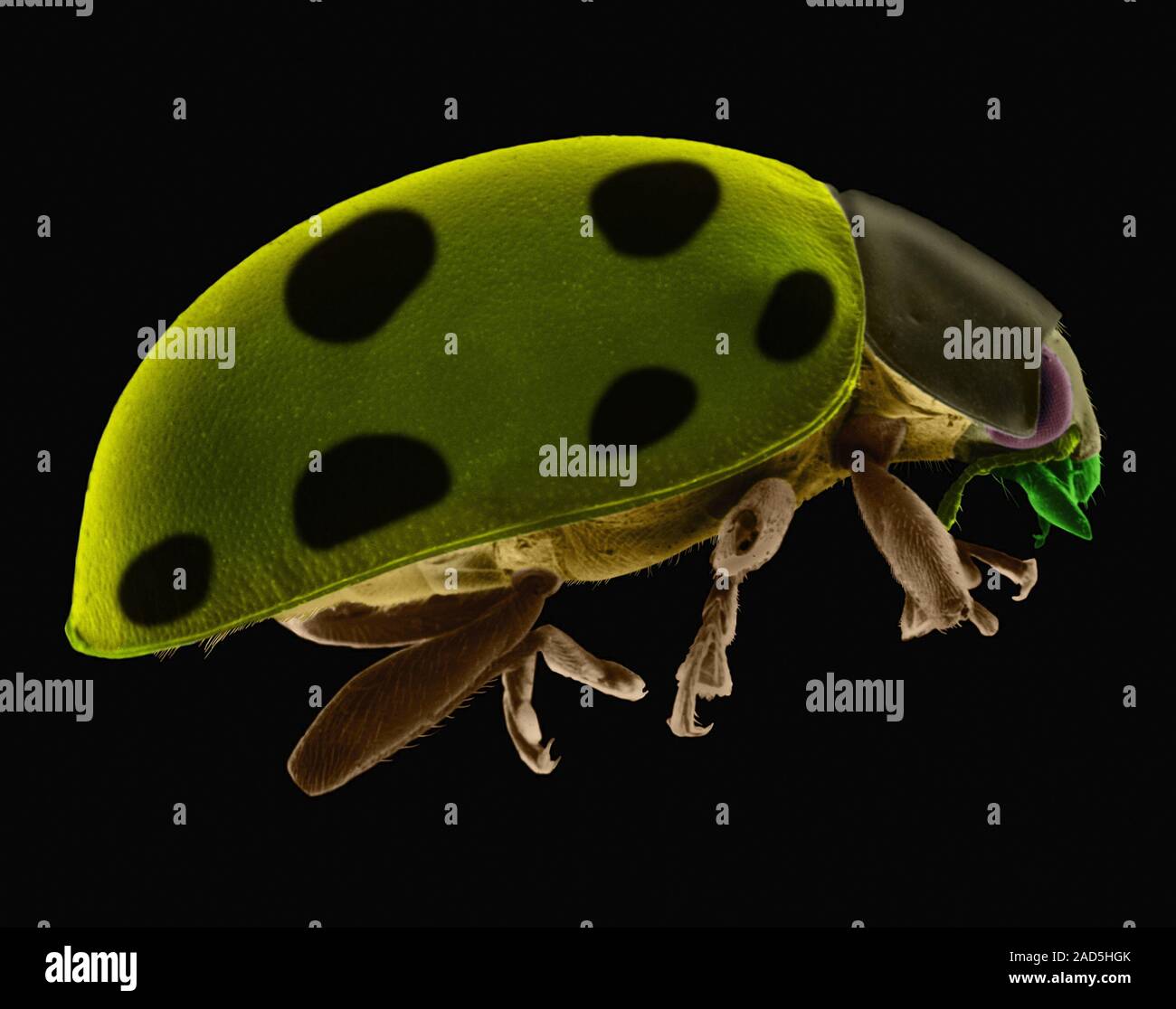 Coloured scanning electron micrograph (SEM) of Ladybug beetle ...