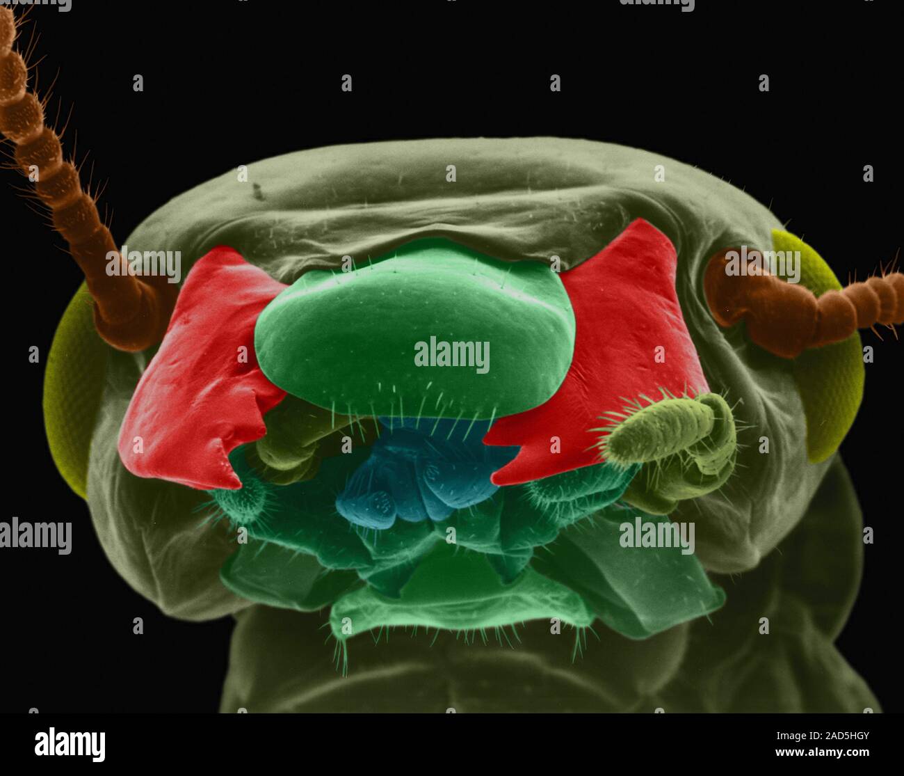 Zootermopsis Neotonic Coloured scanning electron micrograph (SEM) of Dampwood termite head ...