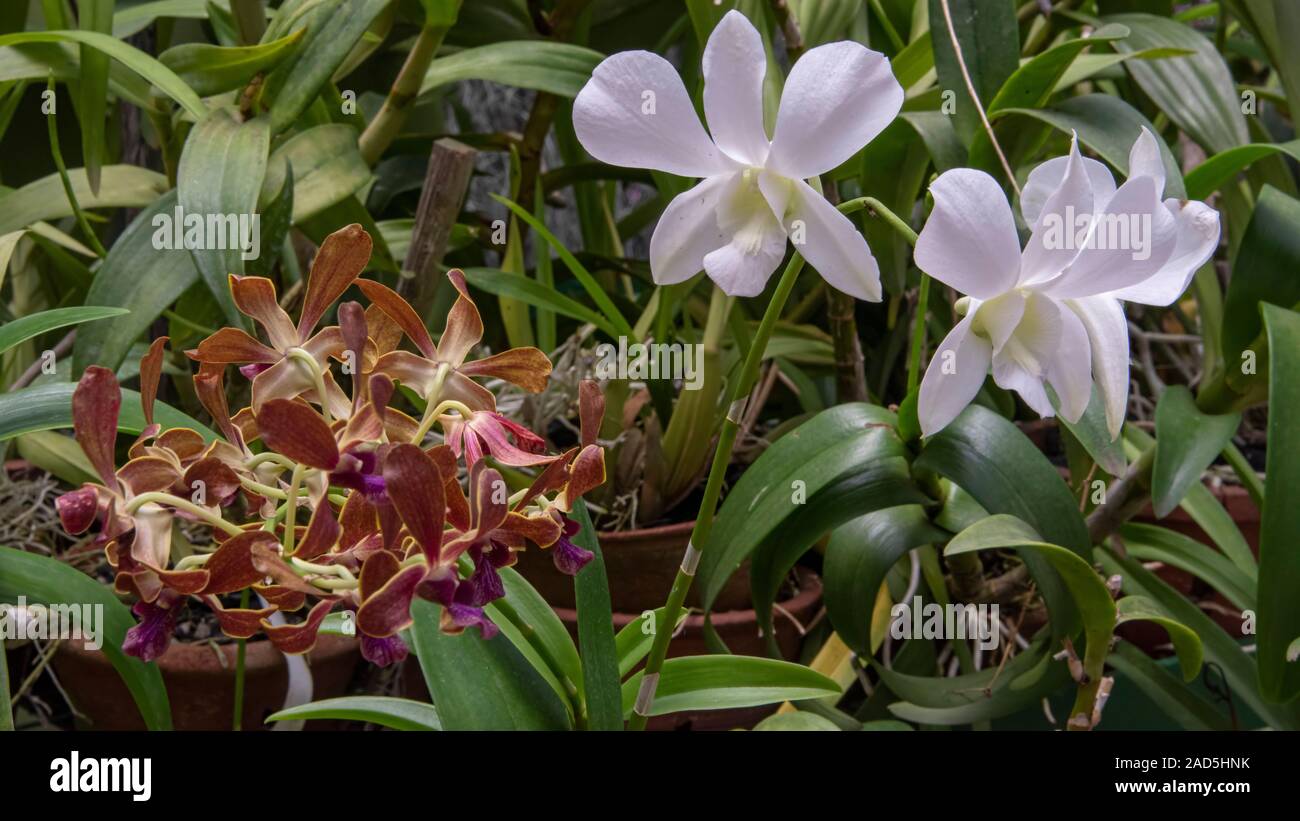 Sri Lanka, Botanical Garden - August 2015 - Orchid blooms Stock Photo