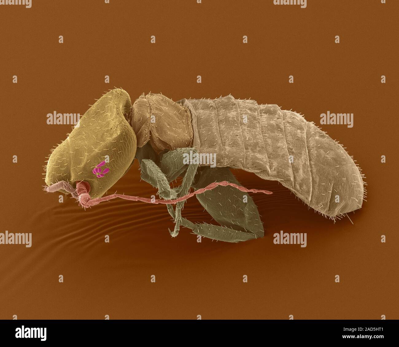 Coloured scanning electron micrograph (SEM) of Book louse (Liposcelis divinatorius). Liposcelis divinatorius is a small soft-bodied insect known as th Stock Photo