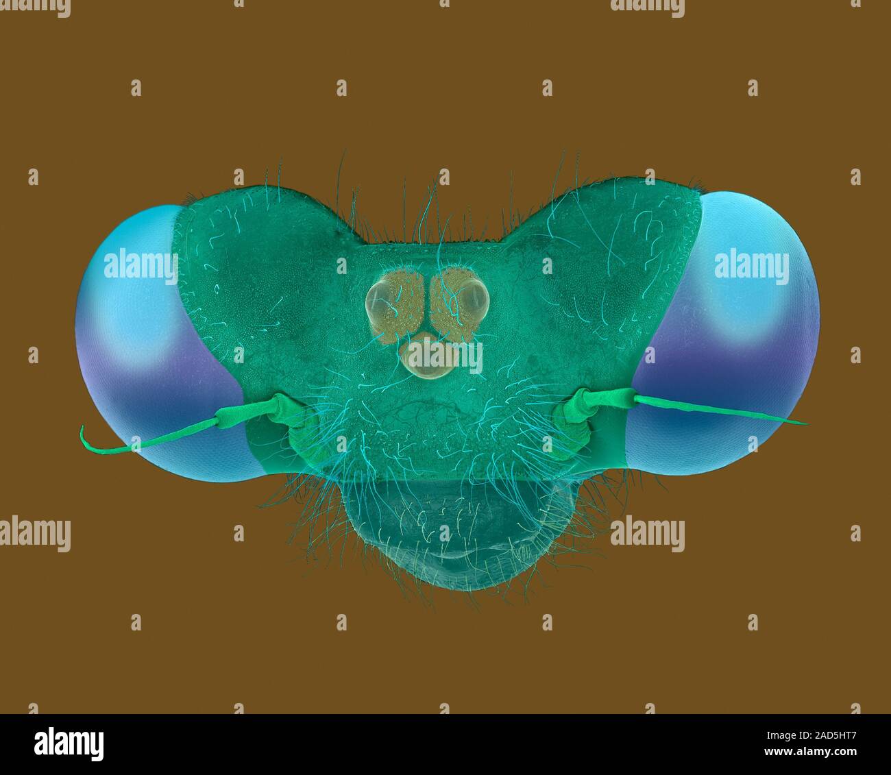 Coloured scanning electron micrograph (SEM) of Damselfly head (common ...