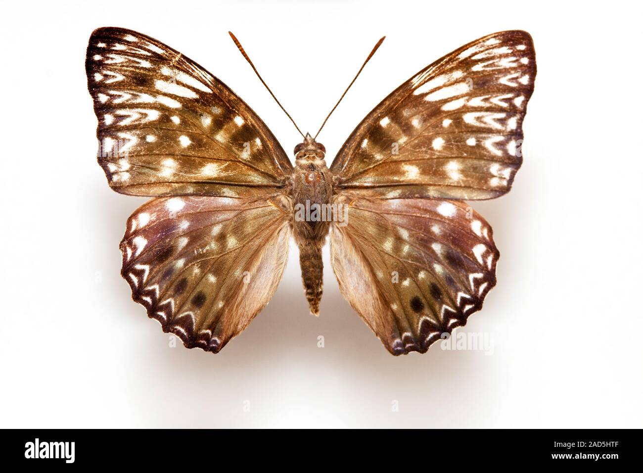 Butterfly specimen korea,Dichorragia nesimachus Boisduval,Constable Butterfly,Male Stock Photo