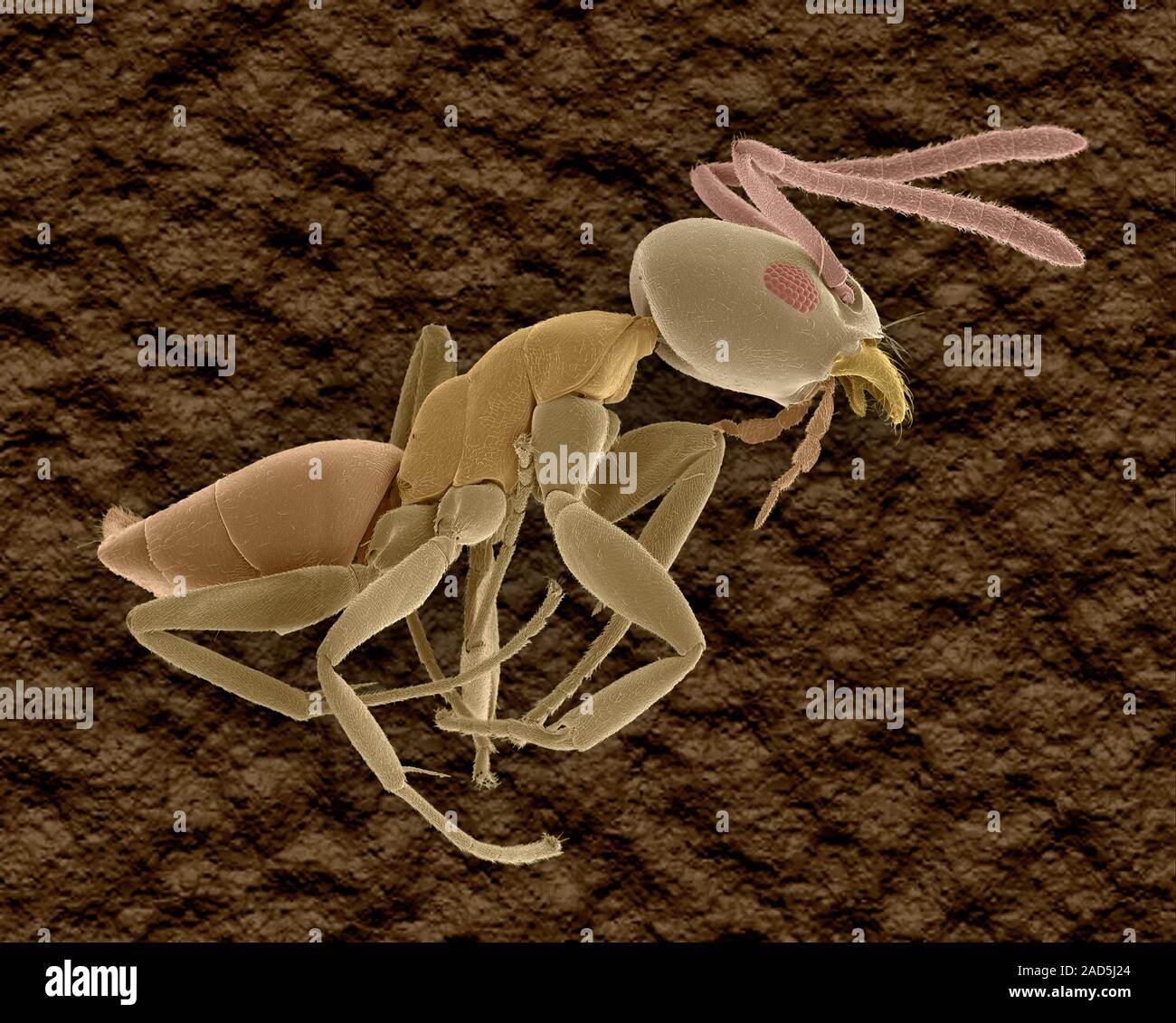 Coloured scanning electron micrograph (SEM) of Ghost ant (Tapinoma melanocephalum). Tapinoma melanocephalum is known as the ghost ant in the family Fo Stock Photo
