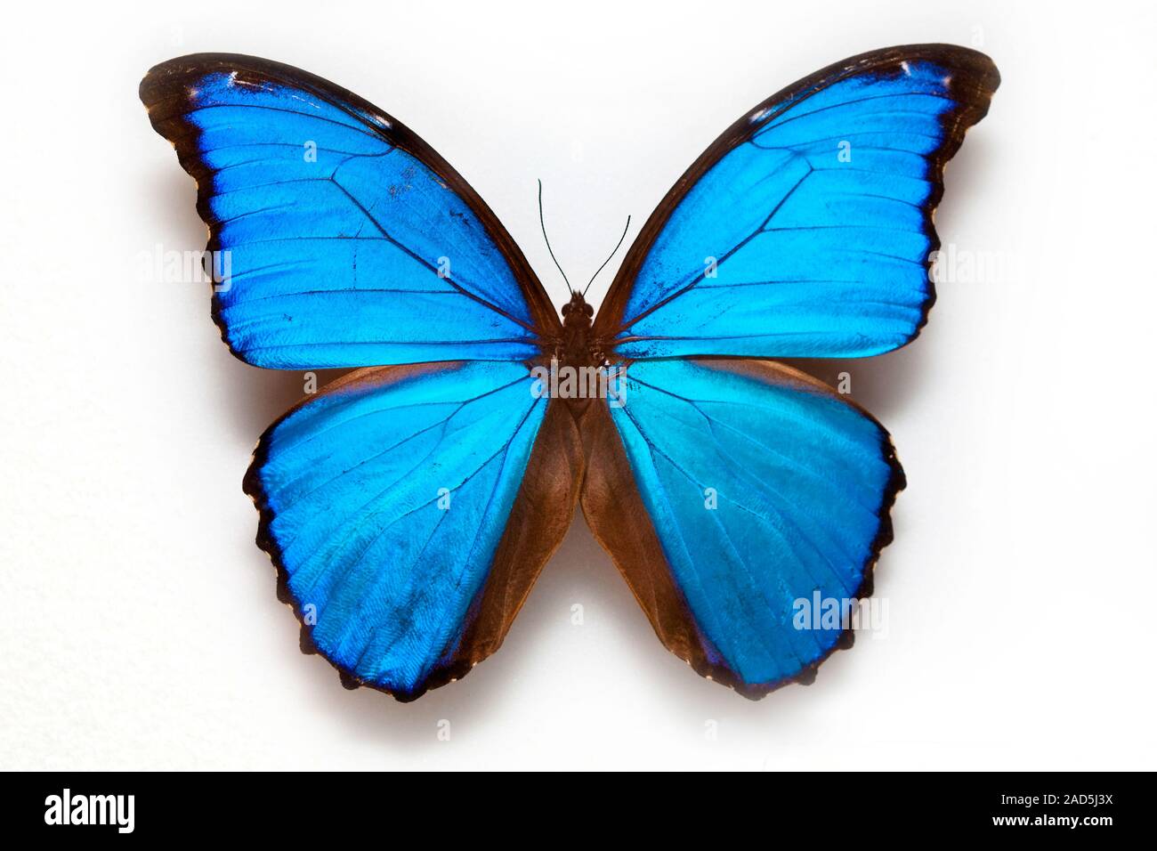 Butterfly specimen korea,Didiuseu molpo a butterfly Stock Photo