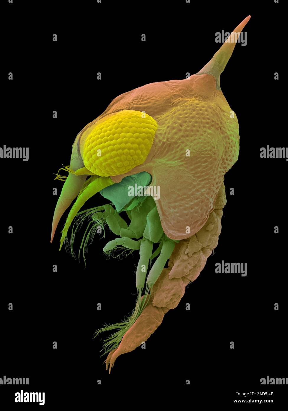 Coloured scanning electron micrograph (SEM) of Thin shelled rock crab larva, zoea stage (Grapsus
