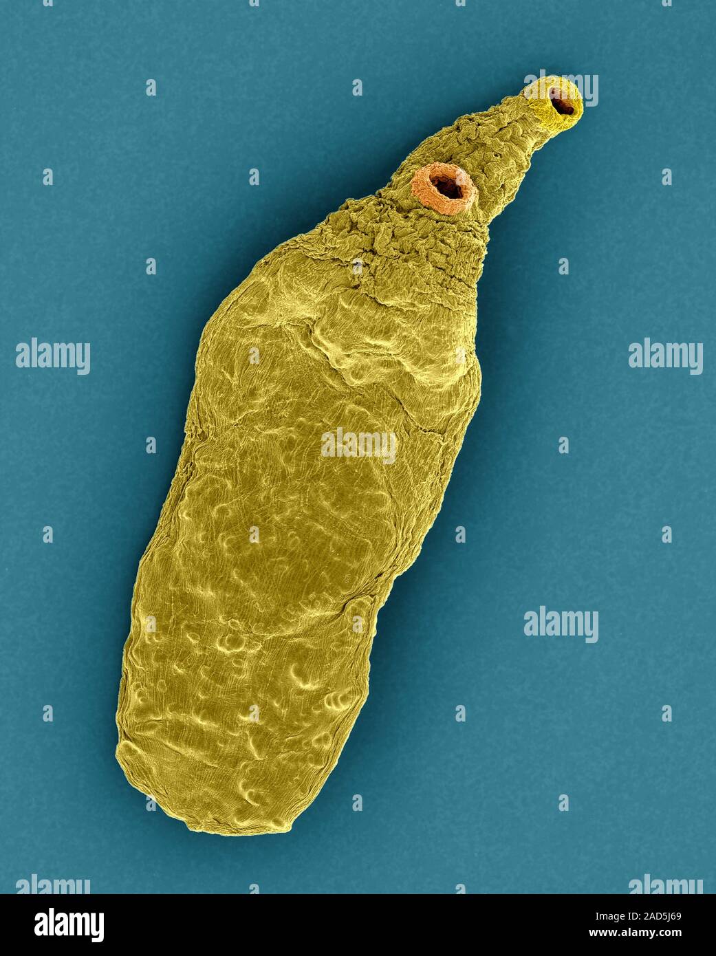 Coloured scanning electron micrograph (SEM) of Cattle liver fluke