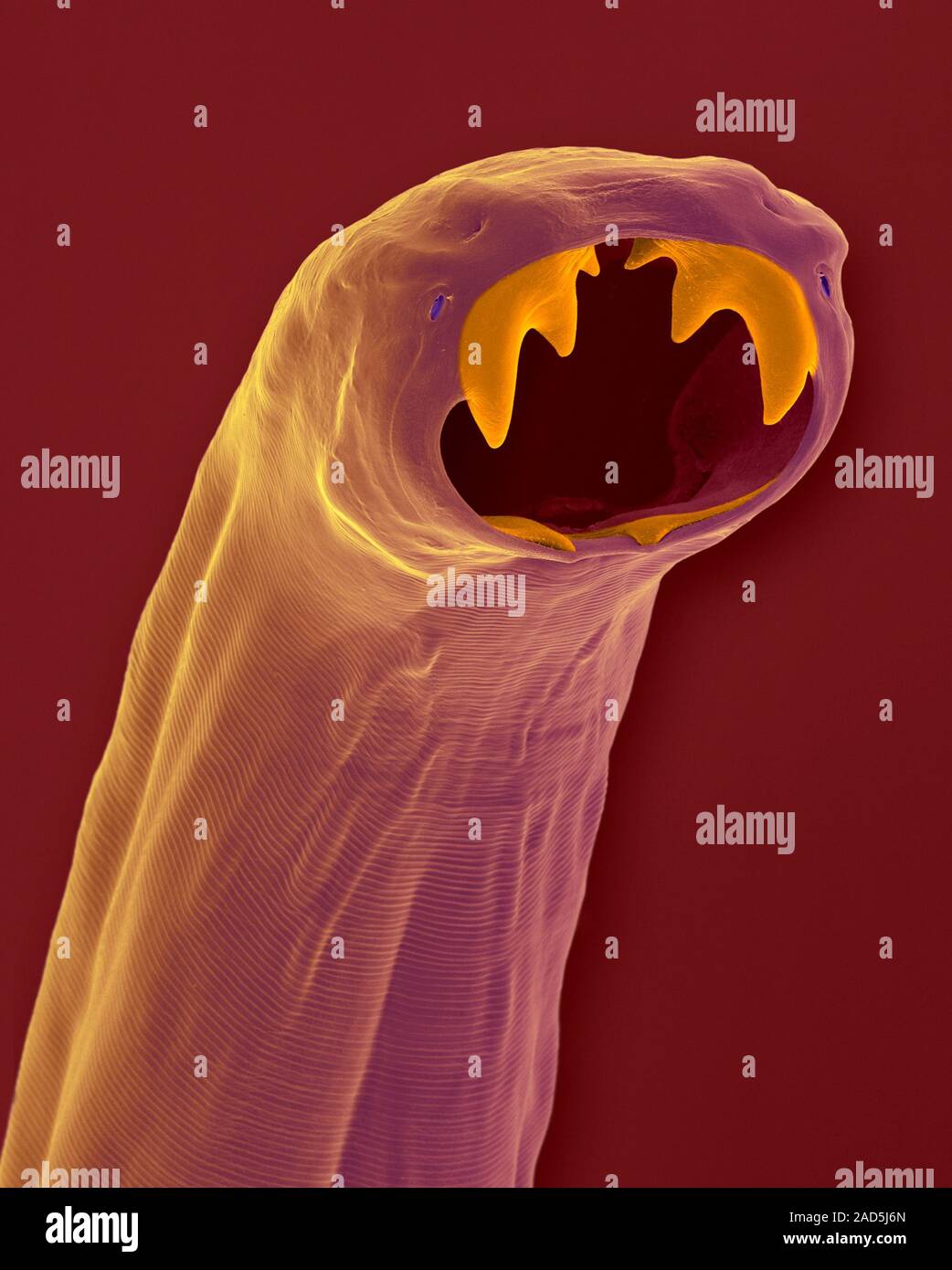 Coloured scanning electron micrograph (SEM) of Cat hookworm buccal ...