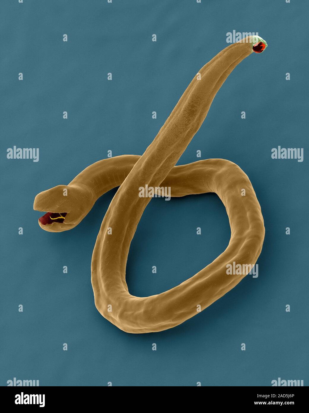 Coloured scanning electron micrograph (SEM) of Dog hookworm (nematode