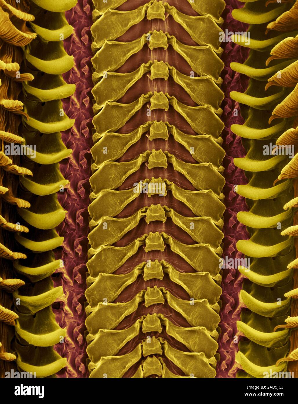 Radula Example Coloured scanning electron micrograph (SEM) of Marine snail radula ...