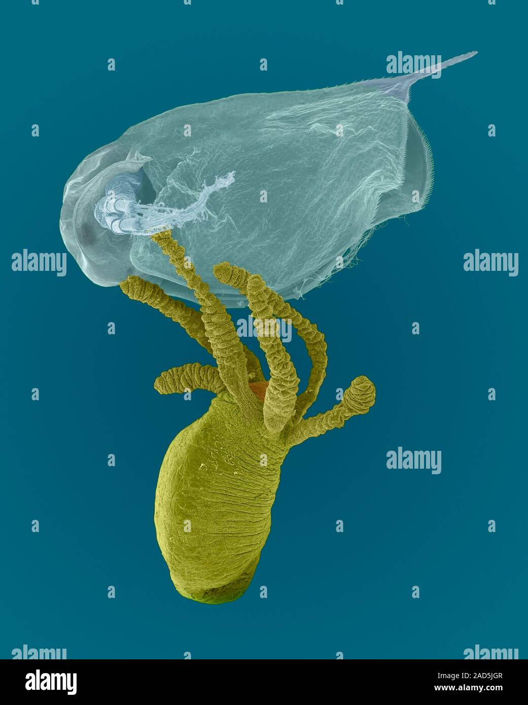 Пресноводные дафнии. Охота гидры пресноводной. Гидра и дафния тип взаимоотношений. Рачок дафния. Гидра ест дафнию.