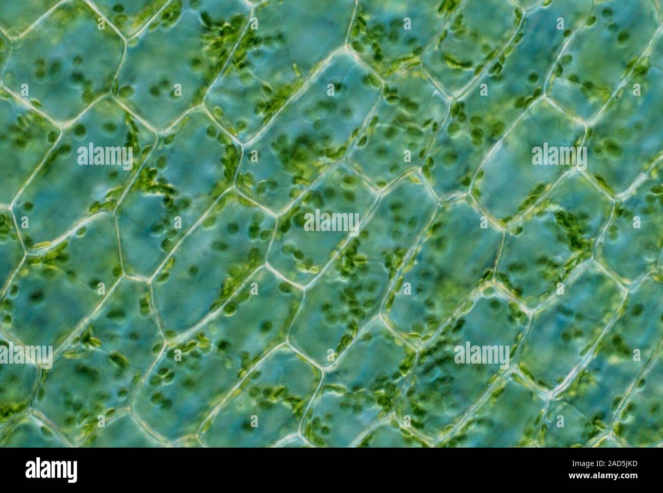 Light micrograph of a North American aquatic plant (Elodea canadensis) leaf cells containing chloroplasts. The tiny green discs within the cells are c Stock Photo